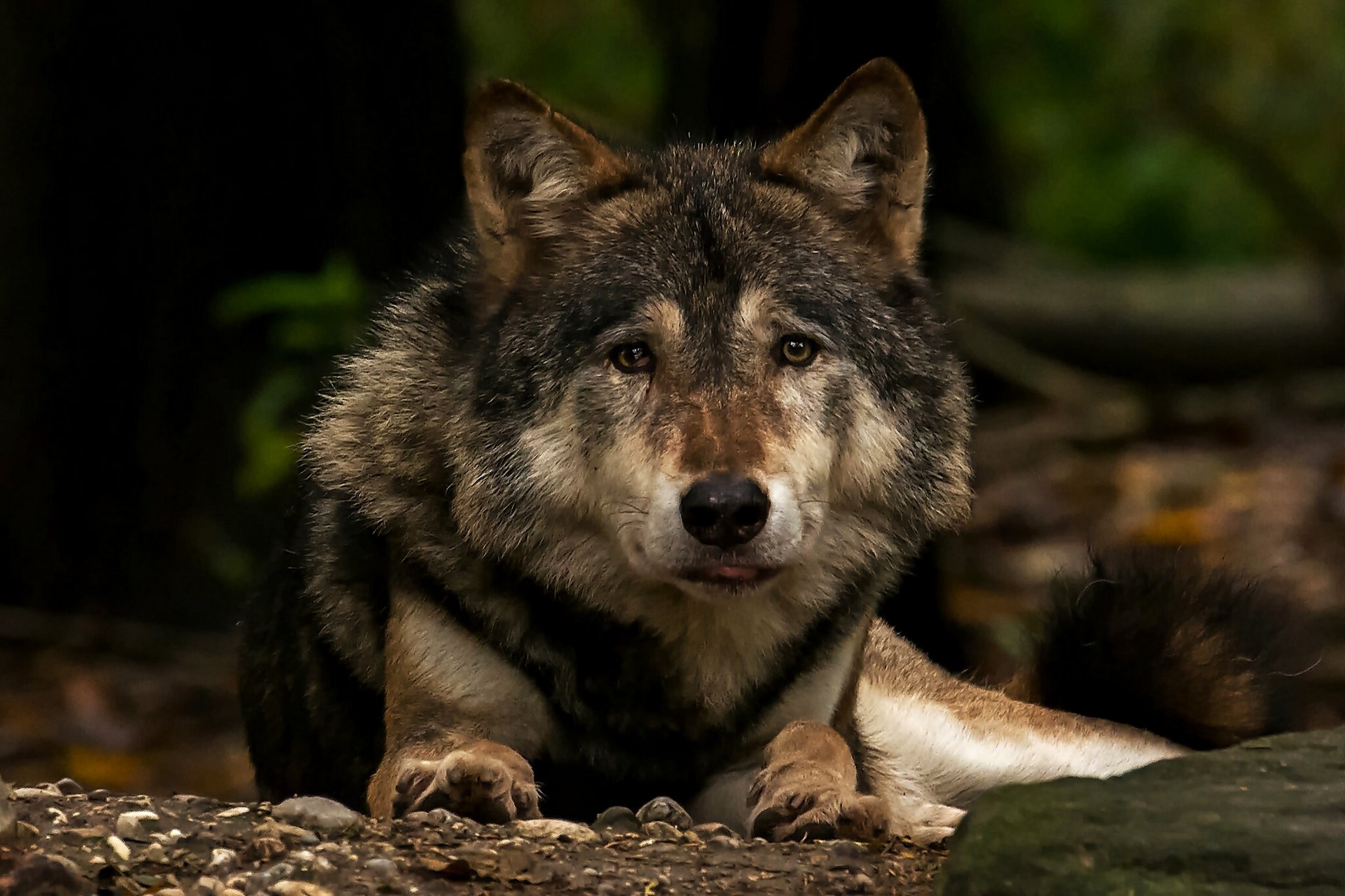 loup prédateur museau regard