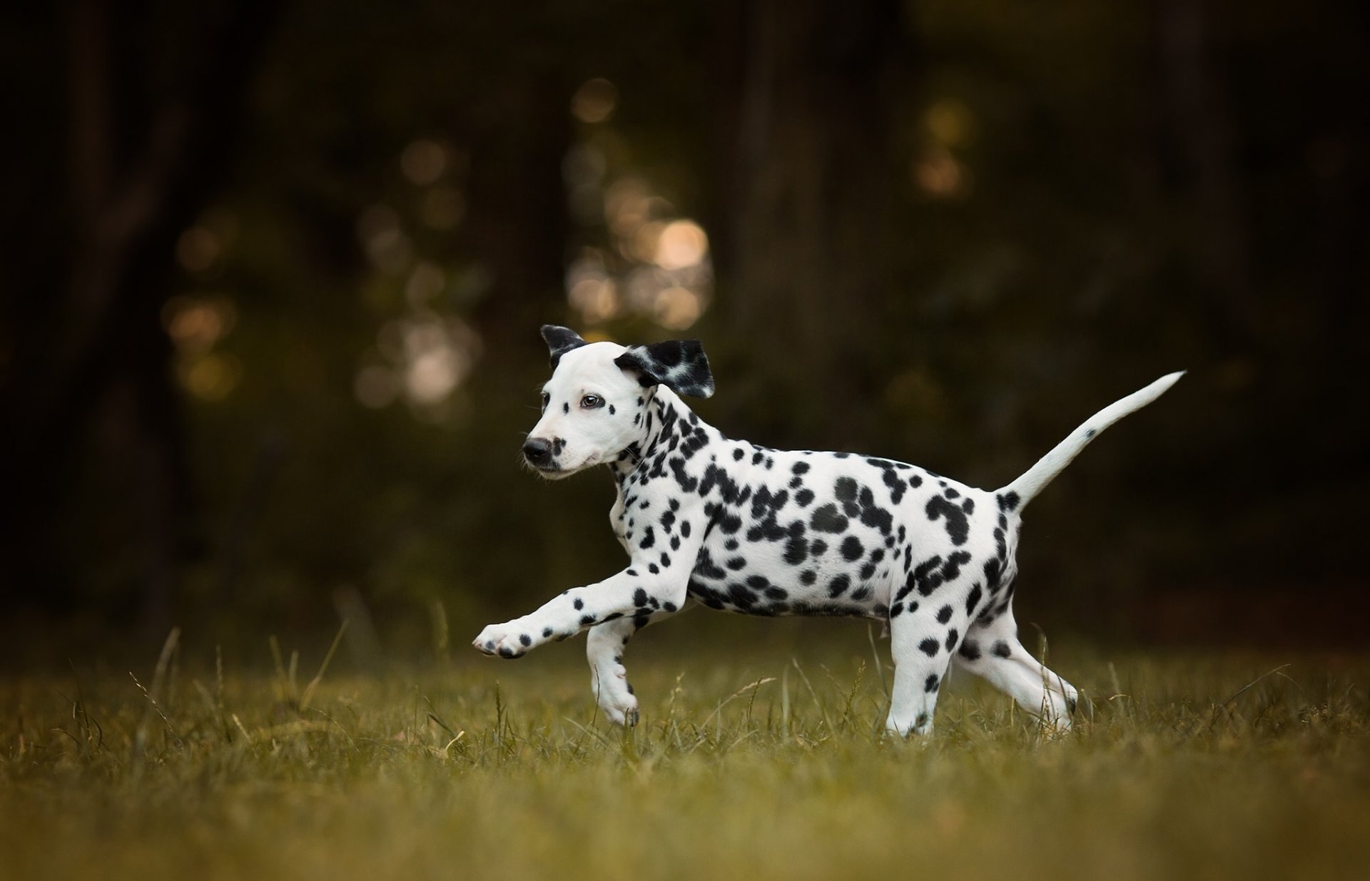 dalmata cane cucciolo passeggiata bokeh