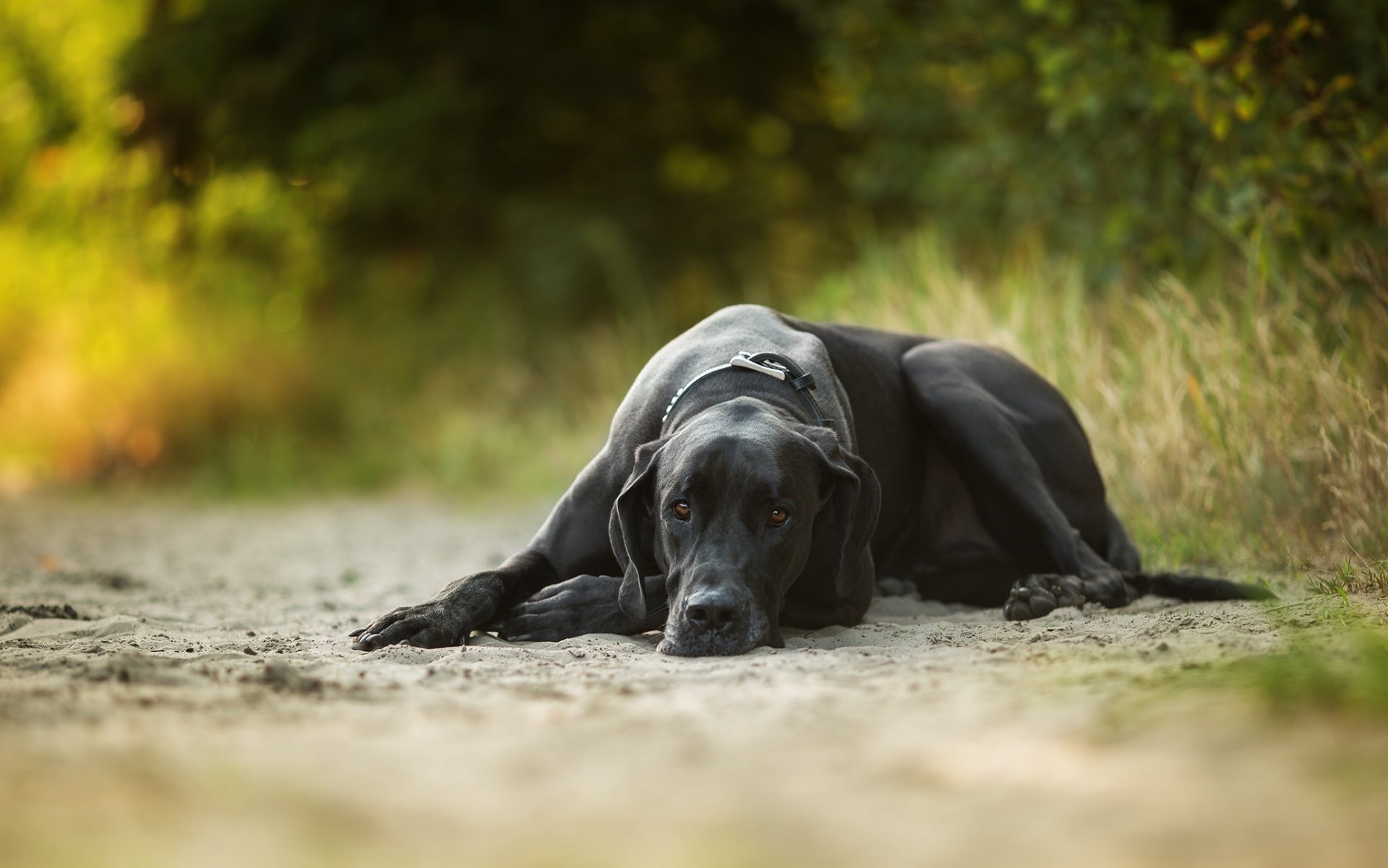 chien repos sable