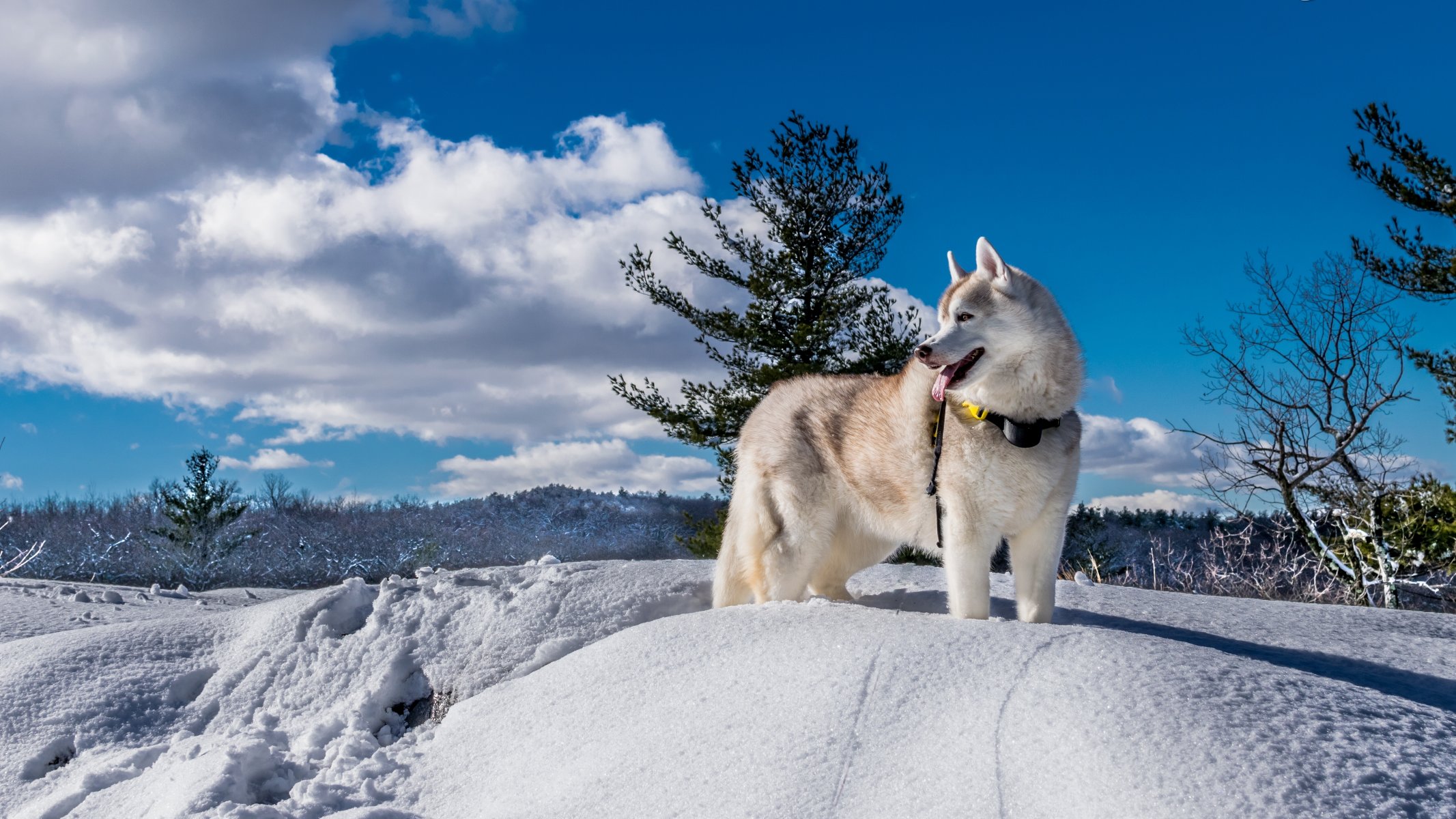 husky cane inverno neve natura