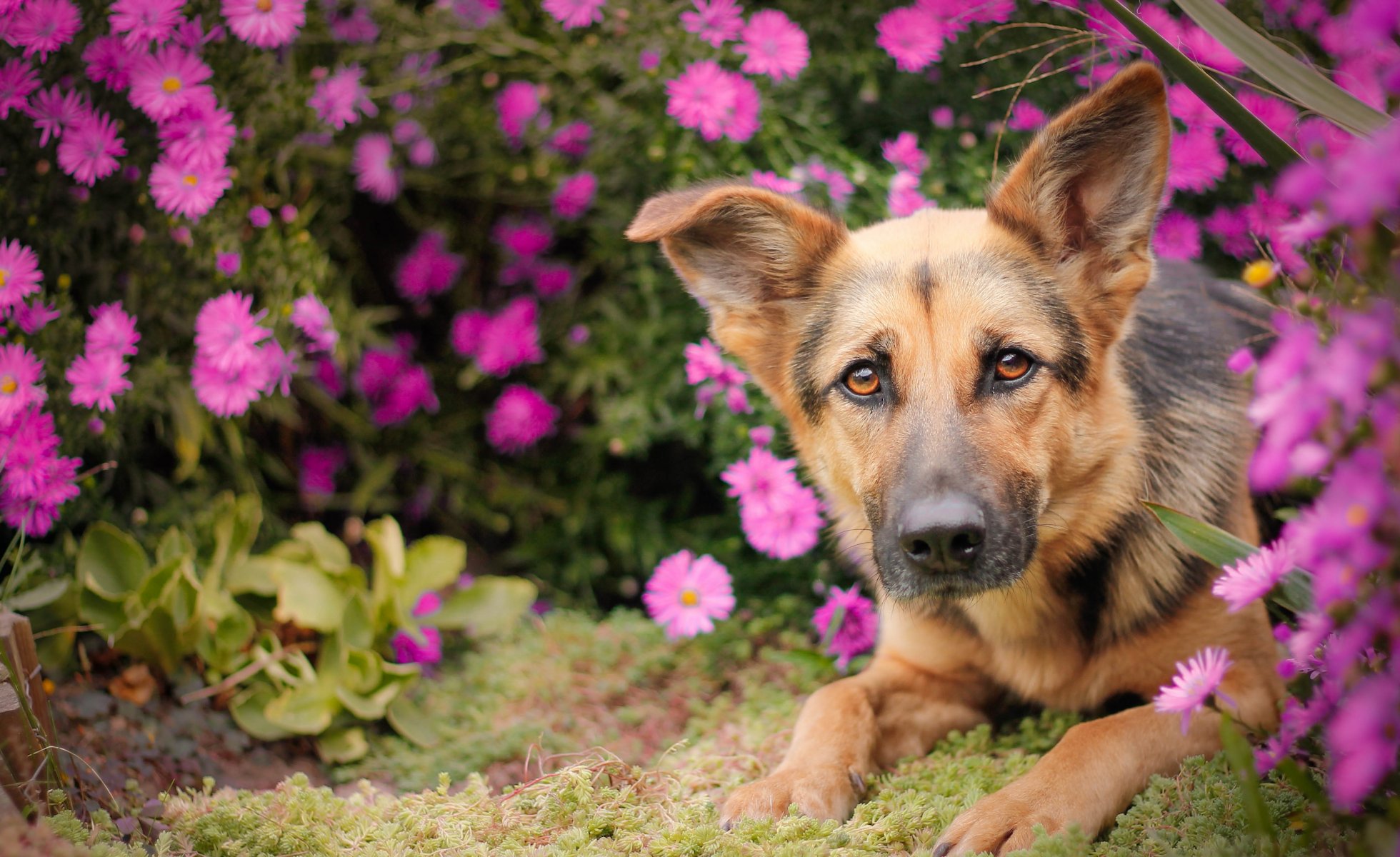 german shepherd shepherd dog face view flower