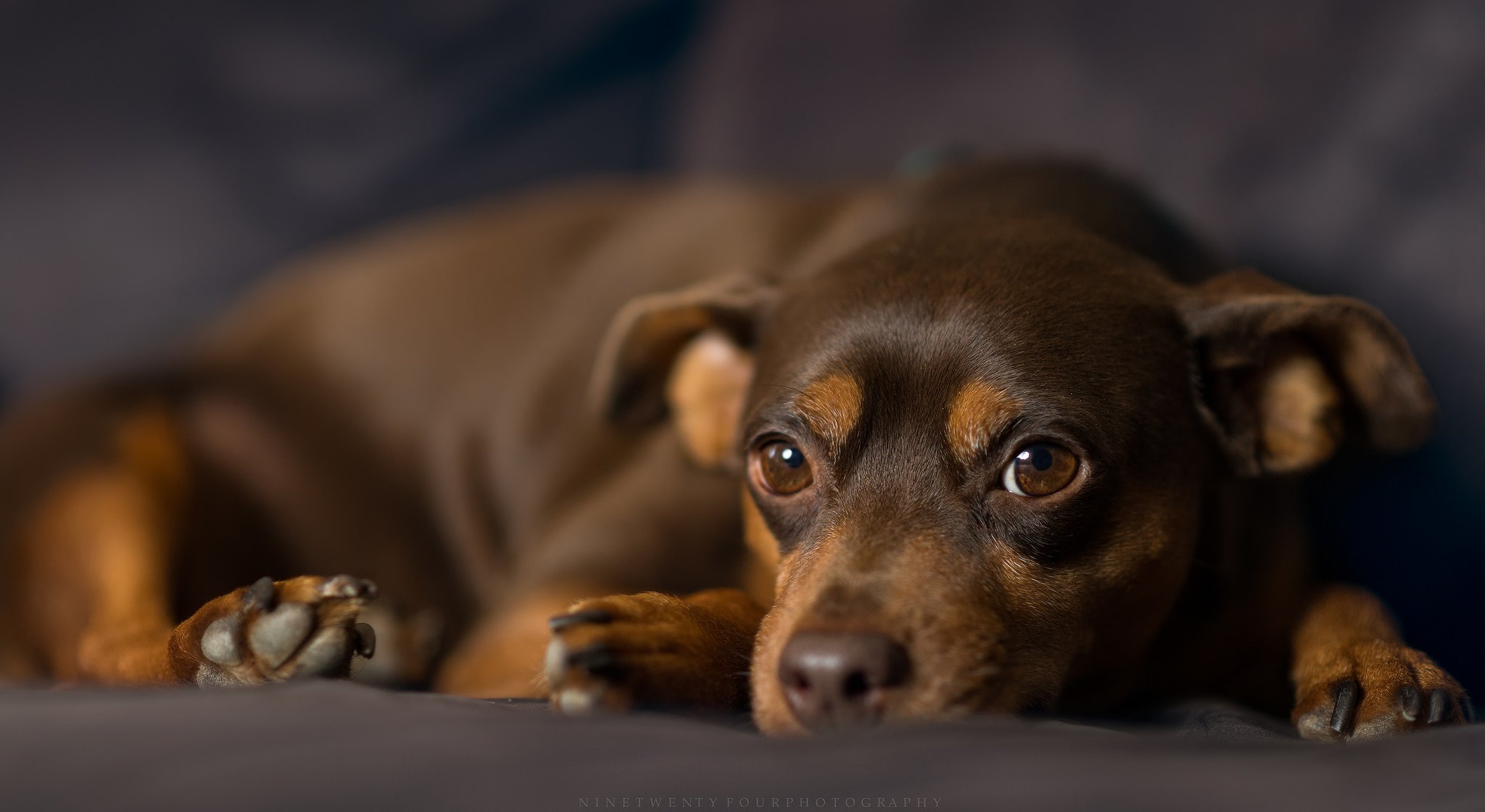 miniature pinscher dog view