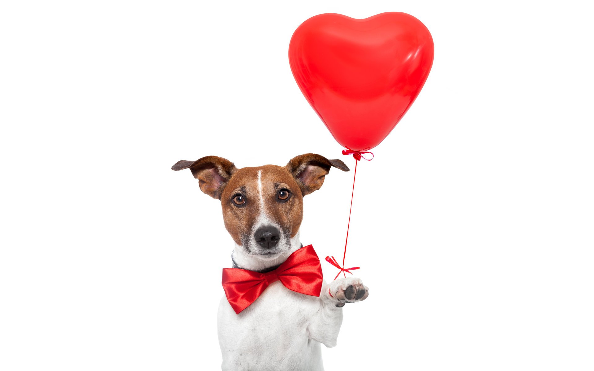 jack russell terrier fiocco farfalla palloncino rosso cuore sfondo bianco umorismo