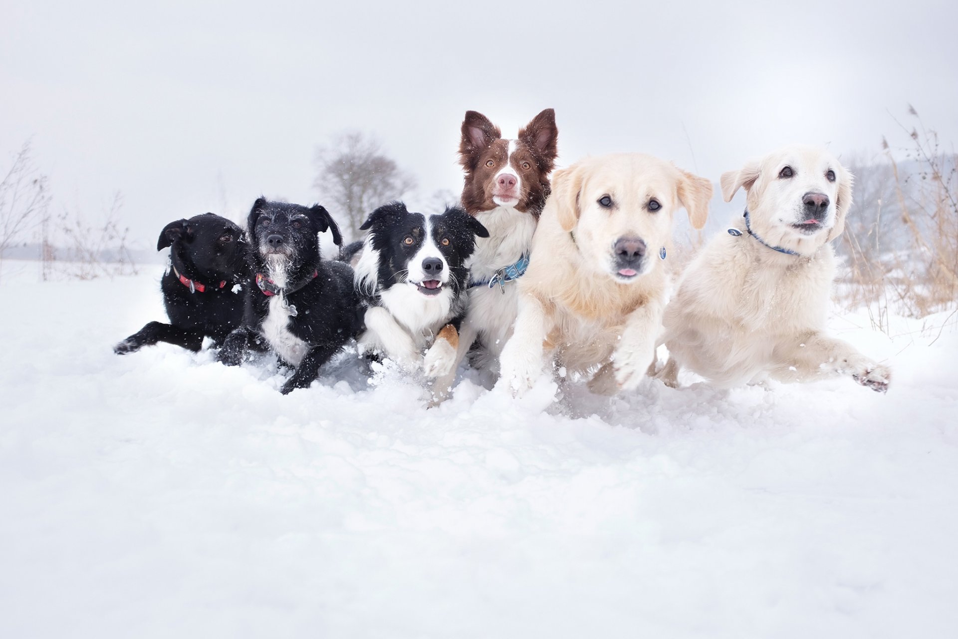 hunde hunde verschiedene rasse stapel laufen schnee schneewehe schnauze foto stodulko