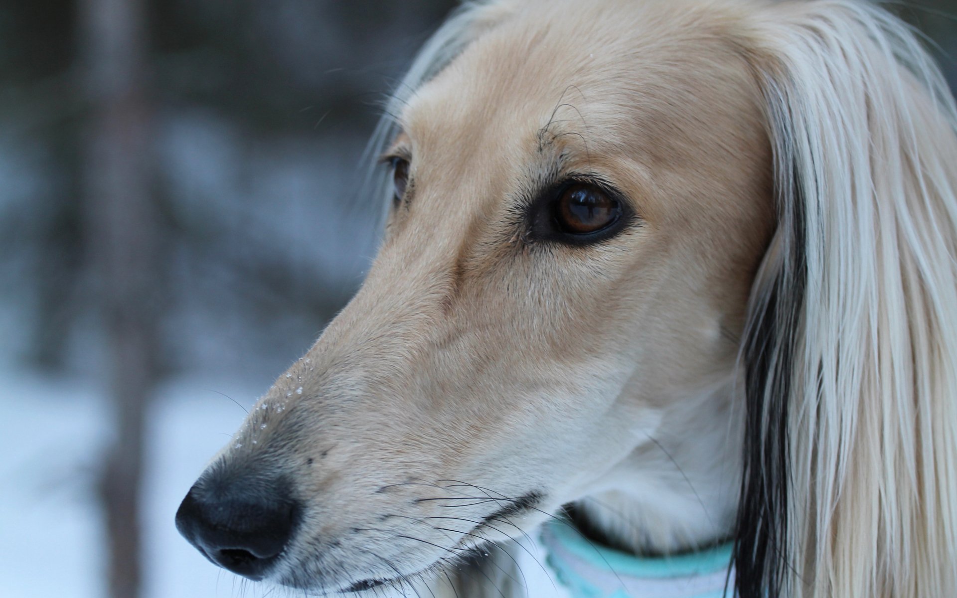 galgo afgano hocico mirada