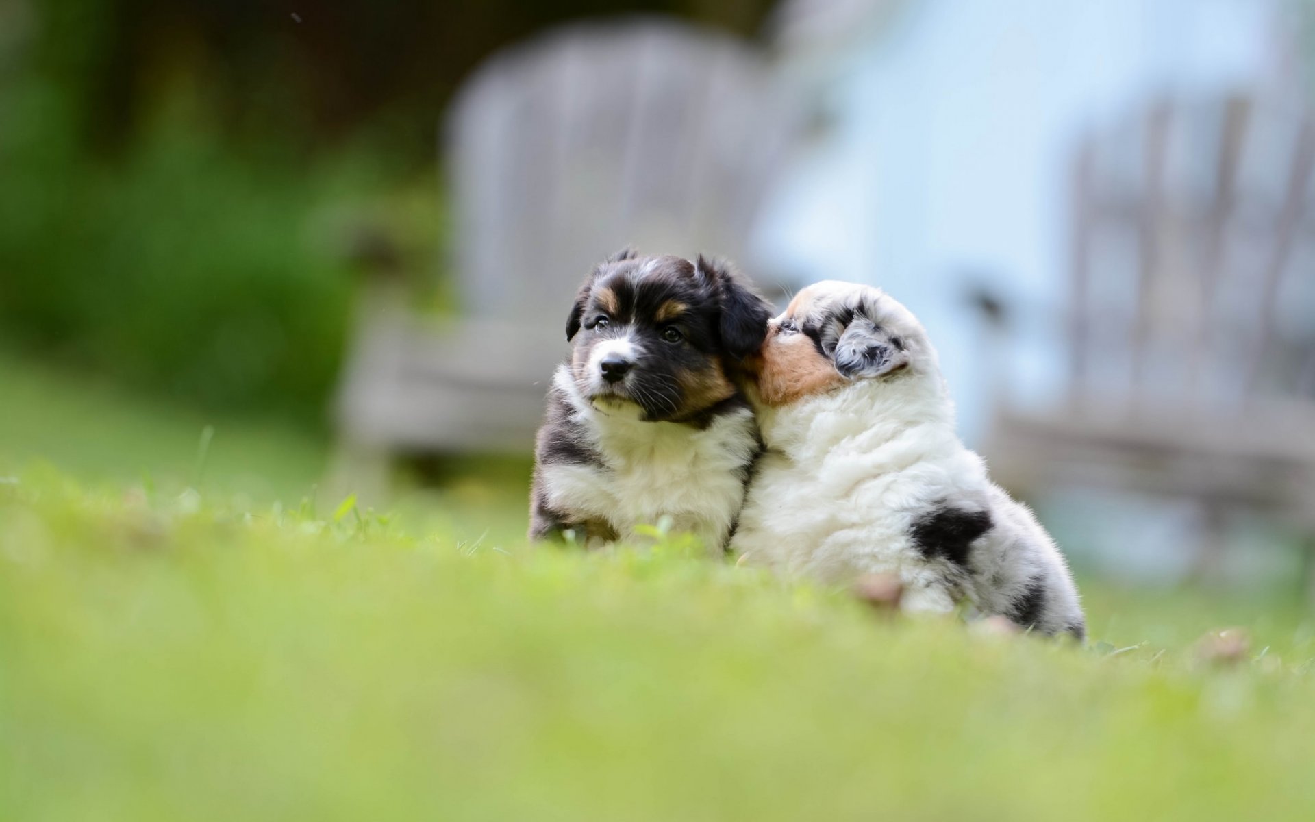 berger australien aussie chiens chiots tout-petits bokeh