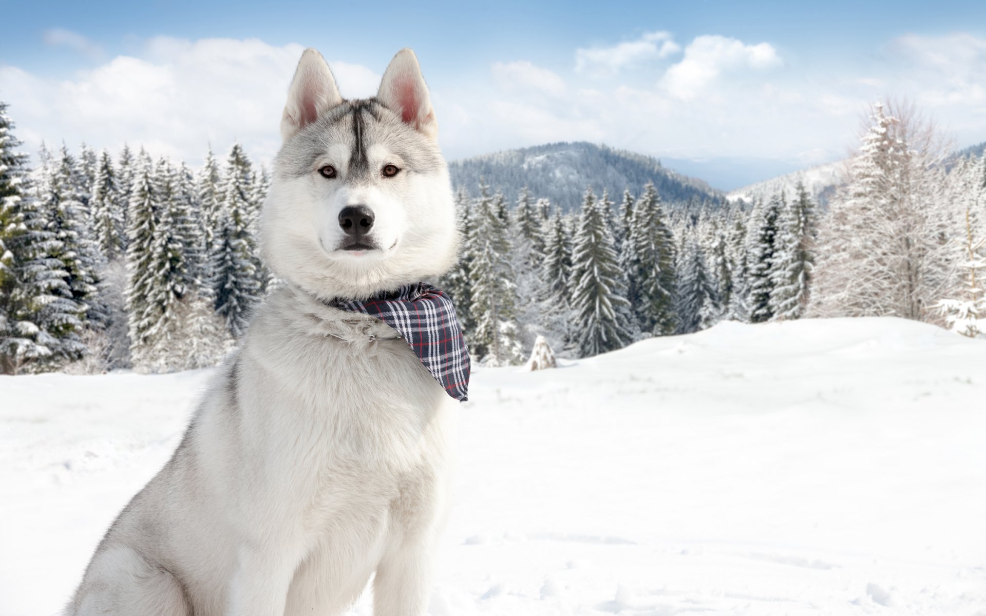 chien hiver rock montagne arbre herbe neige