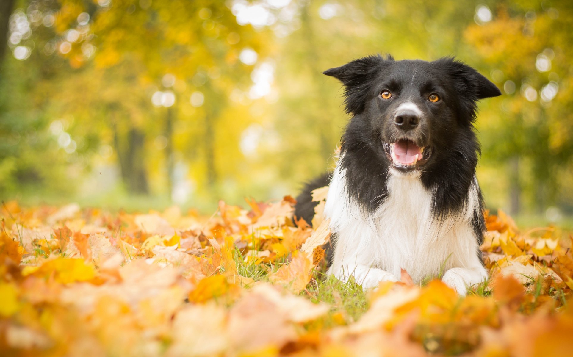 cane foglie autunno