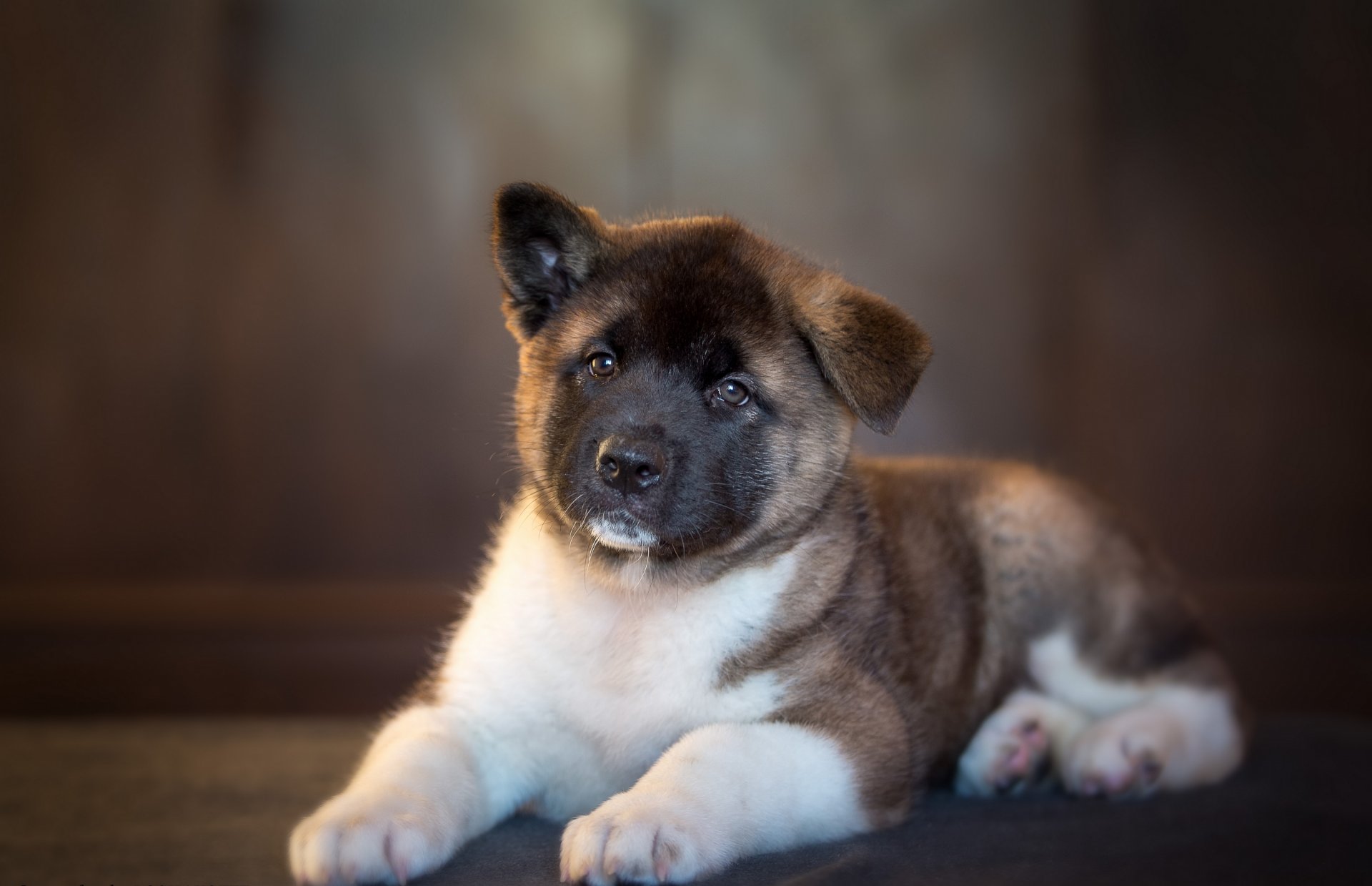 akita inu pies szczeniak