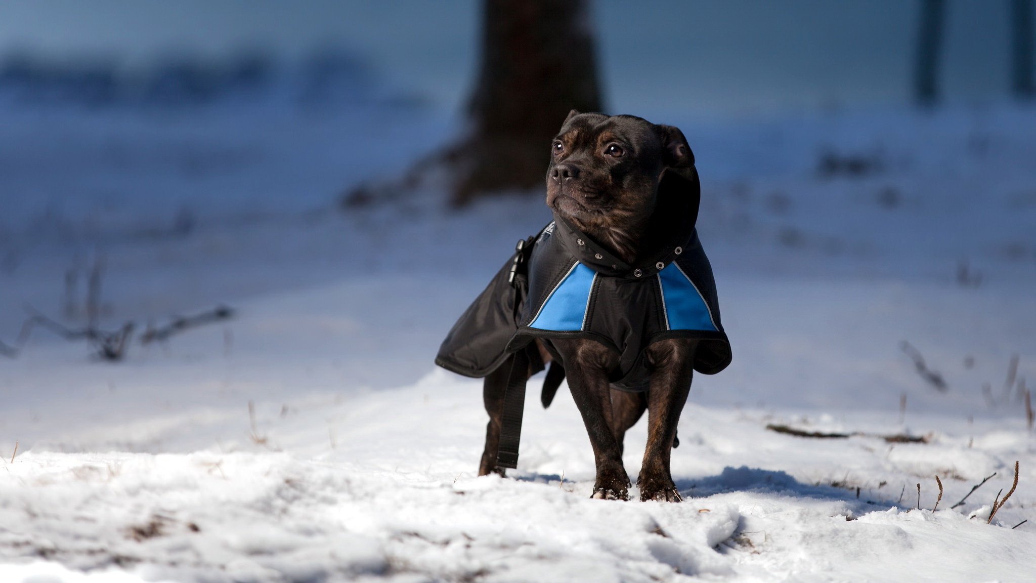 hund blick freund winter