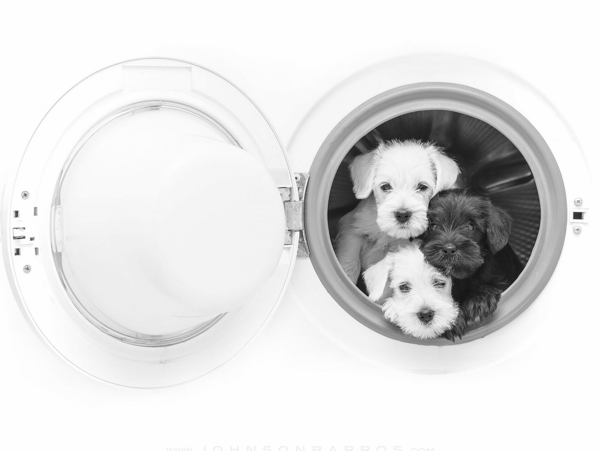 dogs puppies trinity trio washing machine monochrome