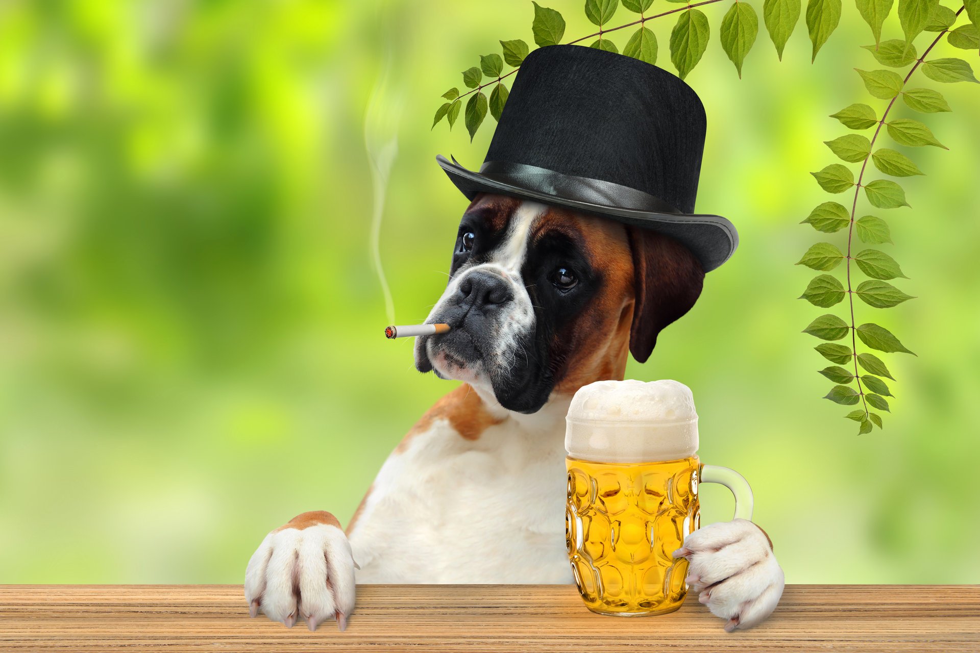 boxer hat cigarette beer mug feet gentleman branches leaves humor