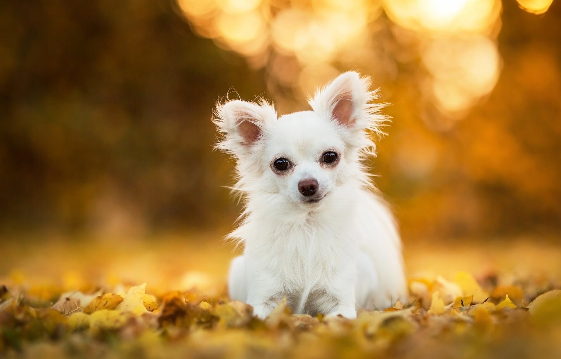 chihuahua perro hojas bokeh