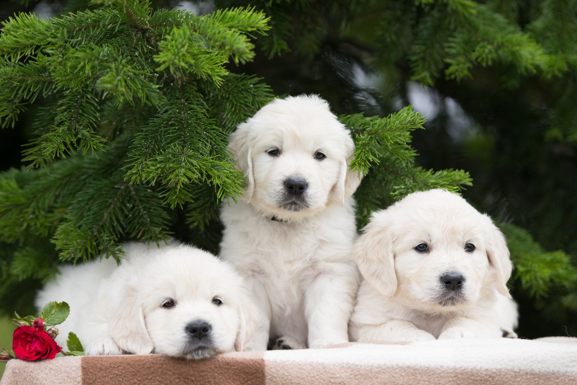 cani cuccioli trio trinità fiore rosa rami di abete