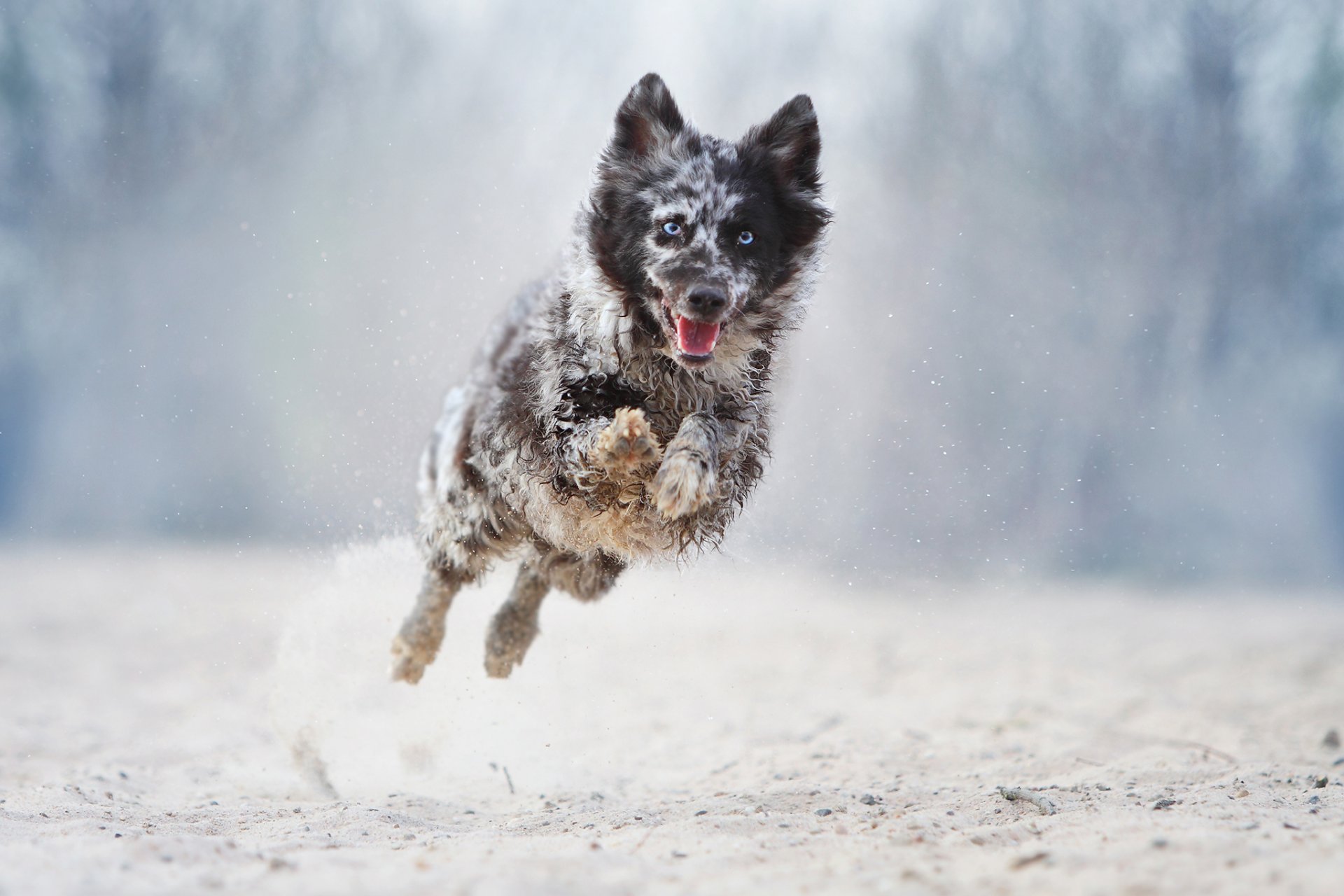 dog running jump