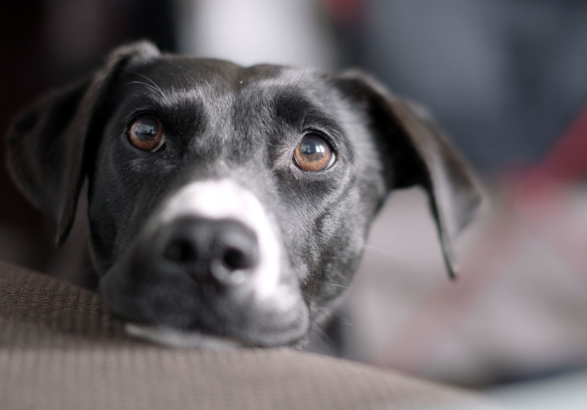 cane sguardo amico