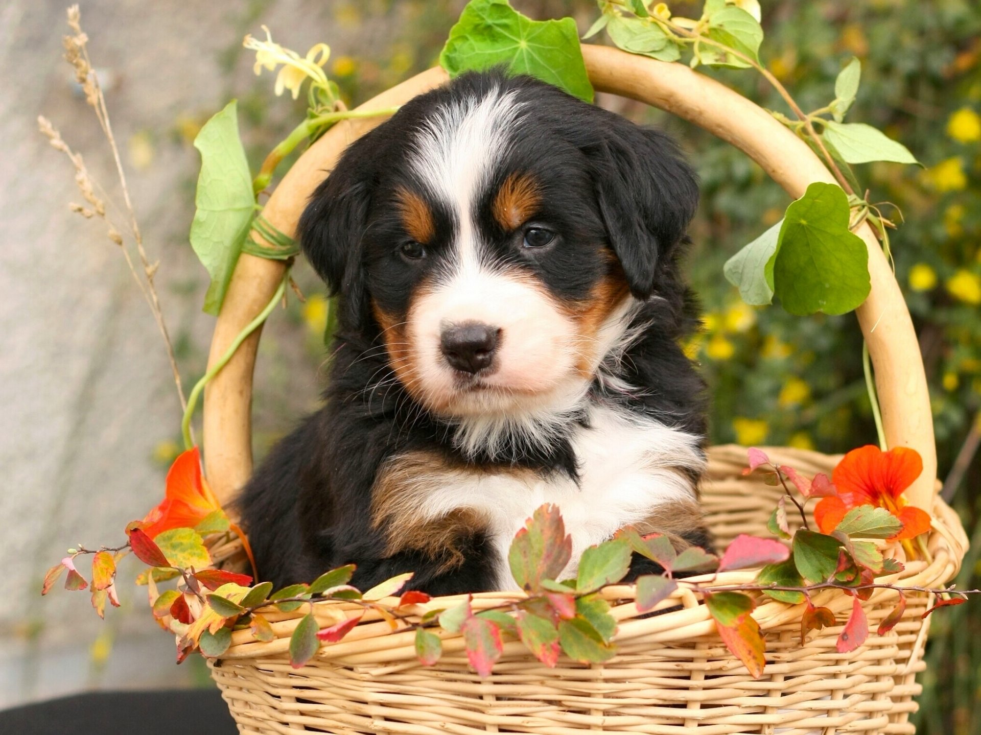 bernese mountain dog bern shepherd dog puppy shopping leave