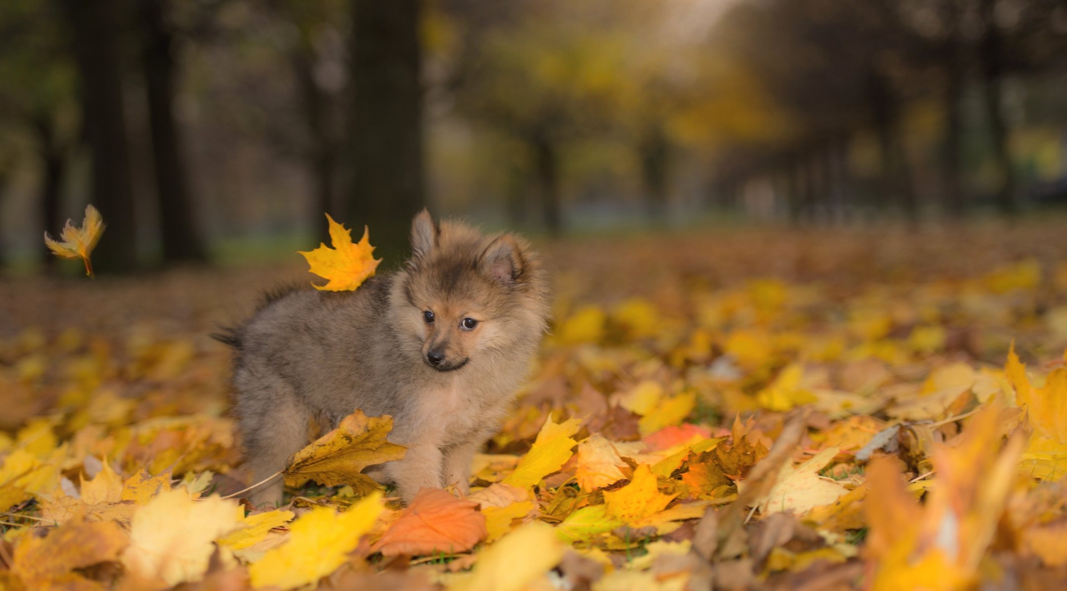 hund welpe herbst