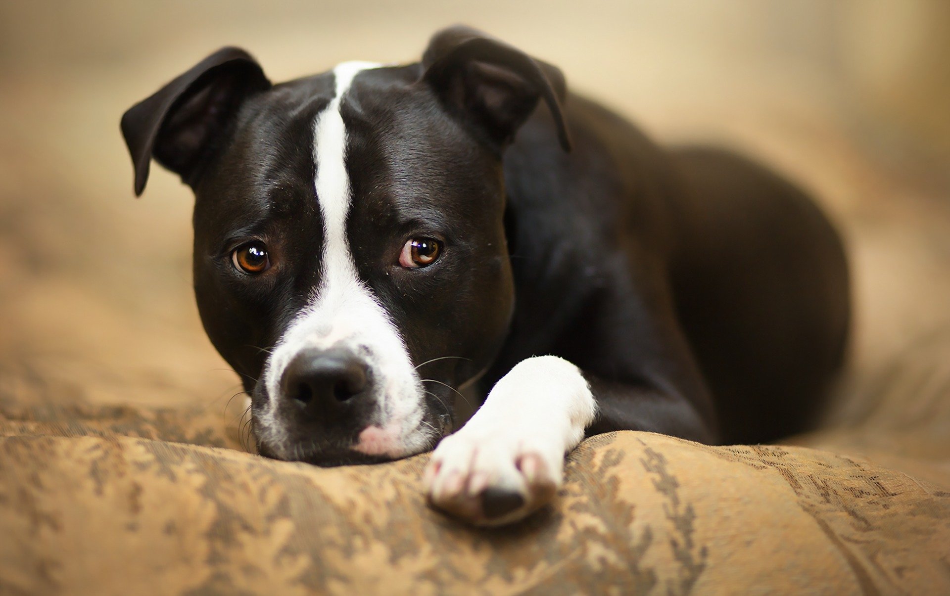 chien regard ami