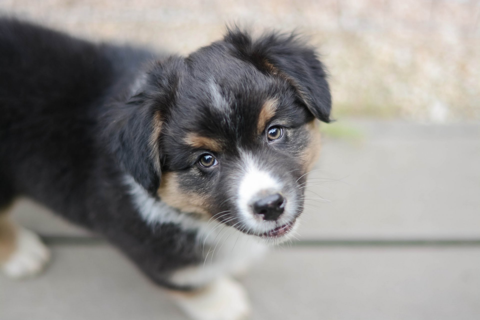 hund blick freund