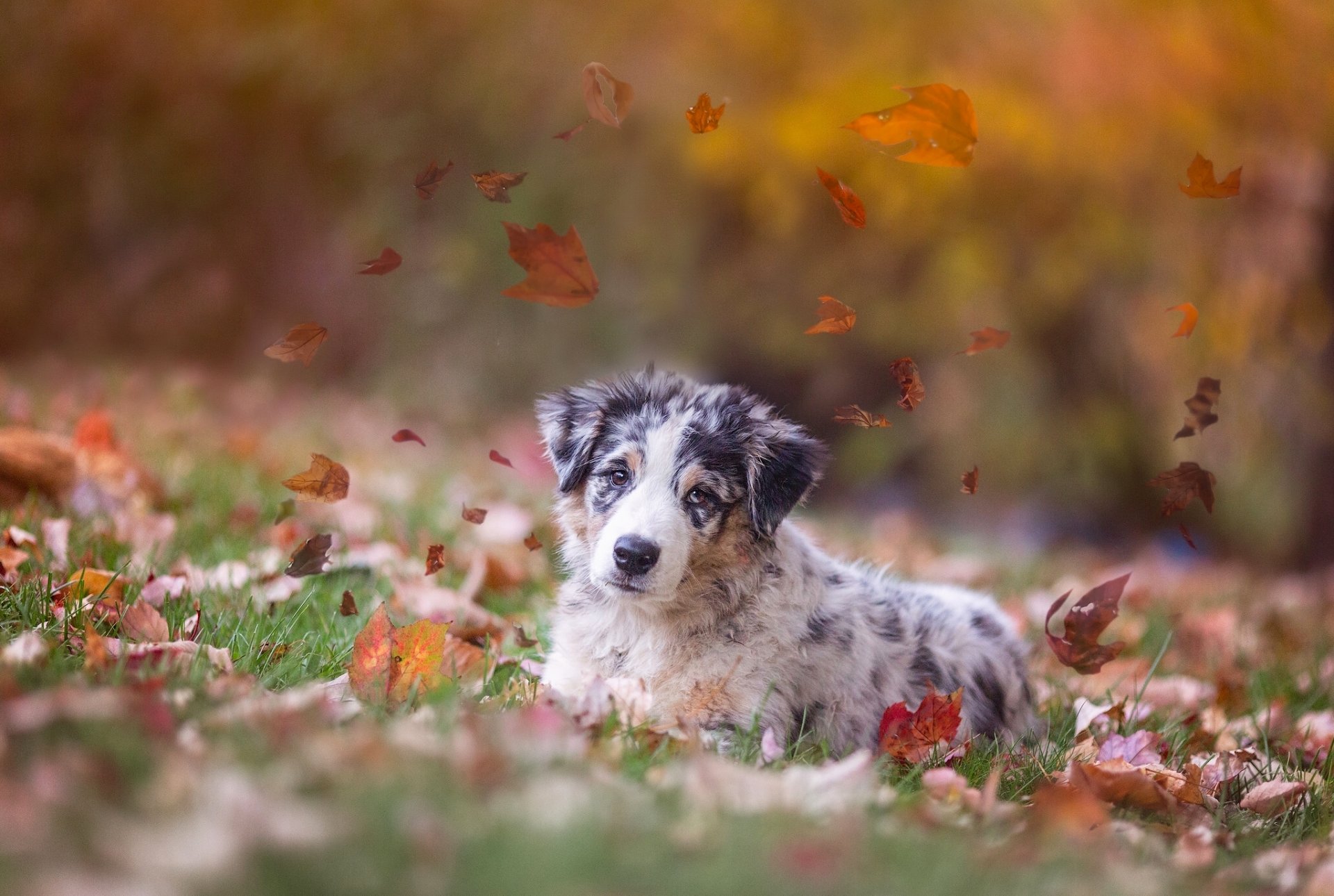 australischer schäferhund aussie hund welpe blätter herbst