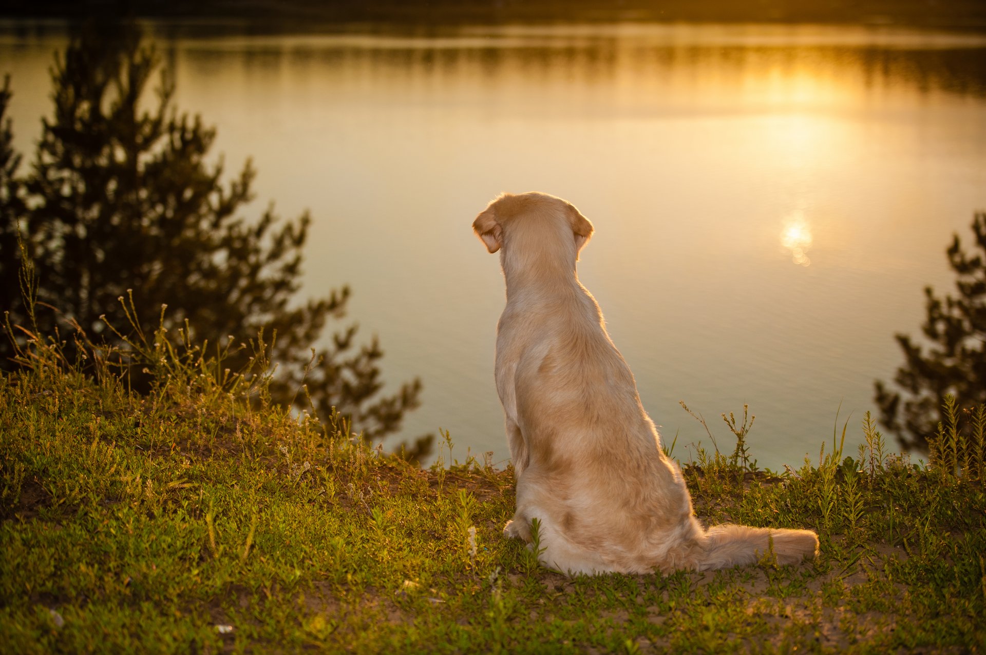 perro agua estado de ánimo