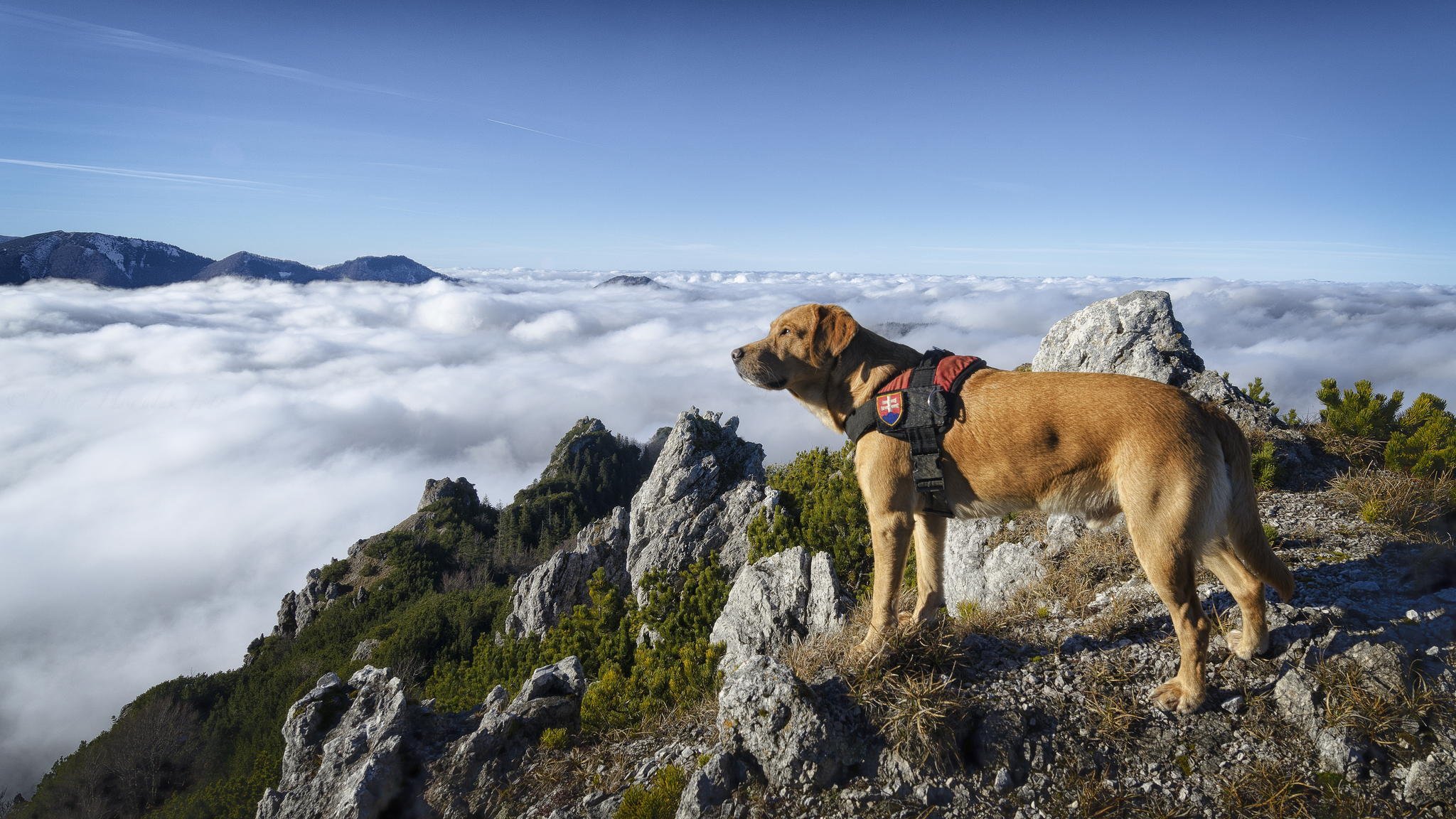 chien laine montagnes nuages ciel