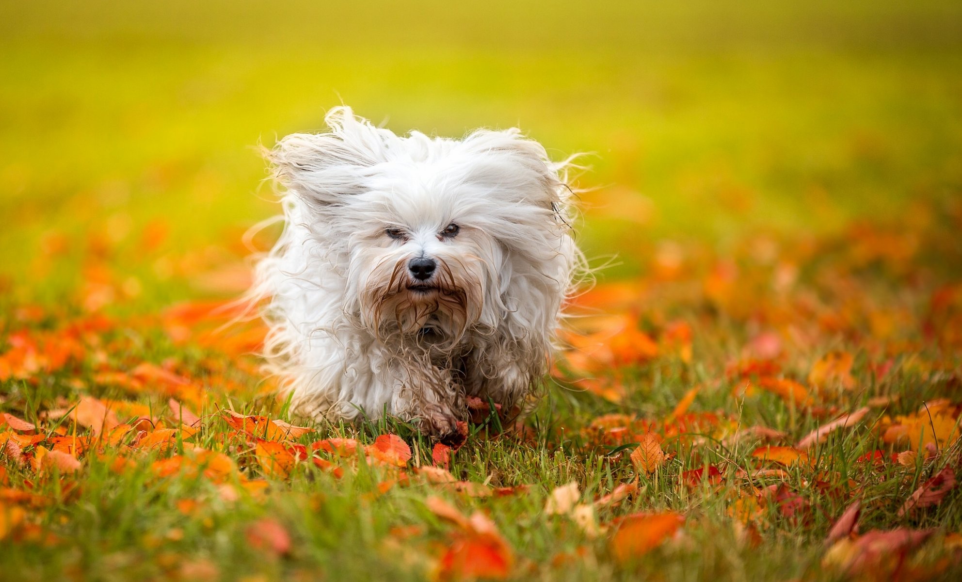 havaneser bichon hund zottig blätter herbst