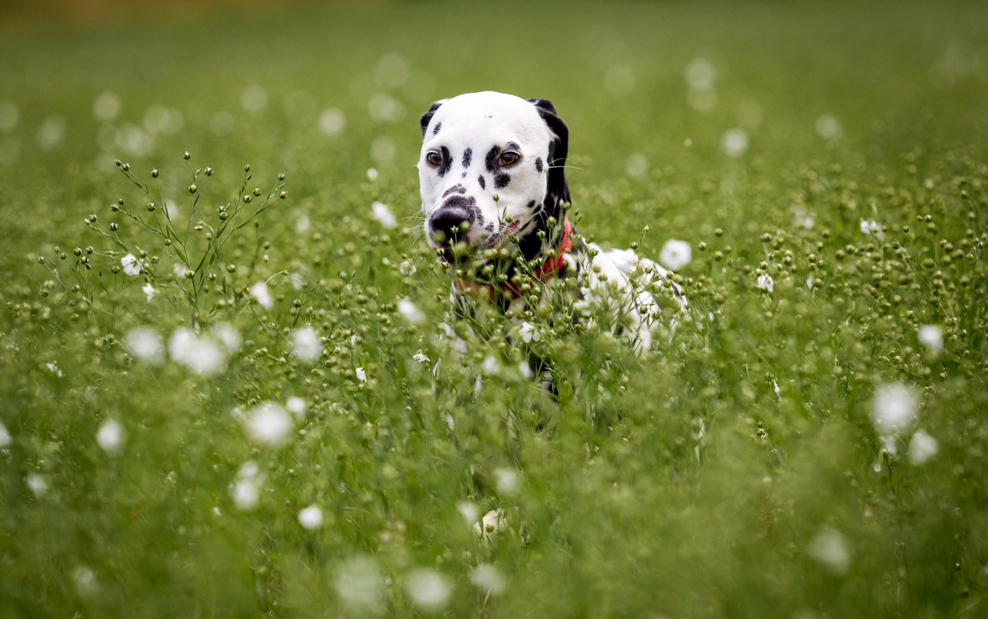 cane sguardo amico dalmata