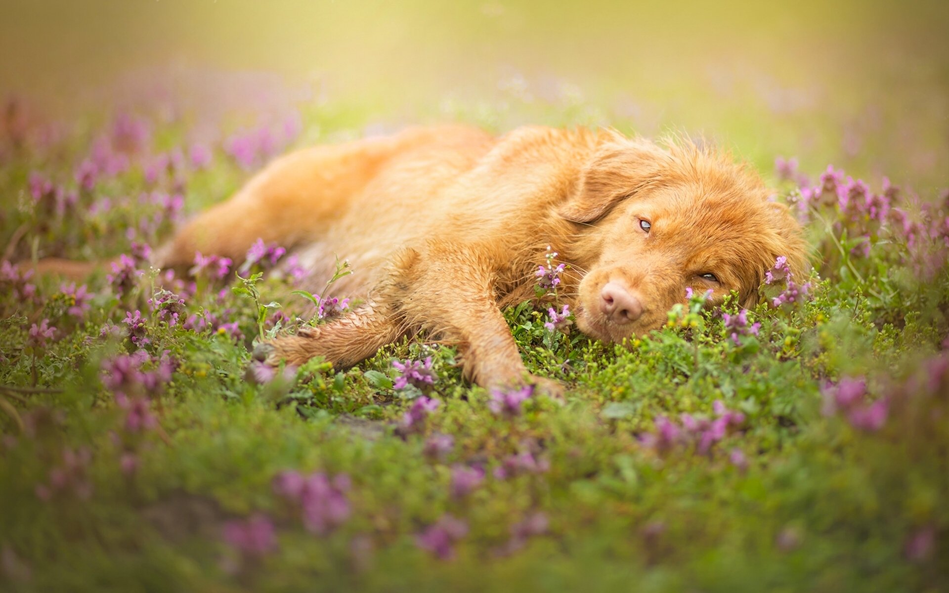 chien vue repos fleurs