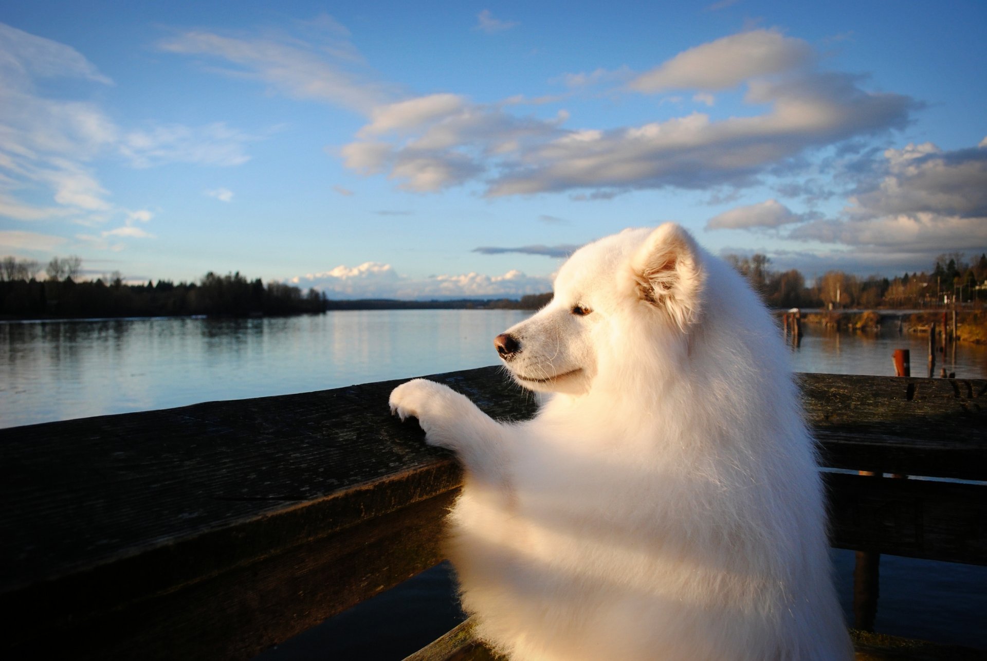 samoyed pies rzeka