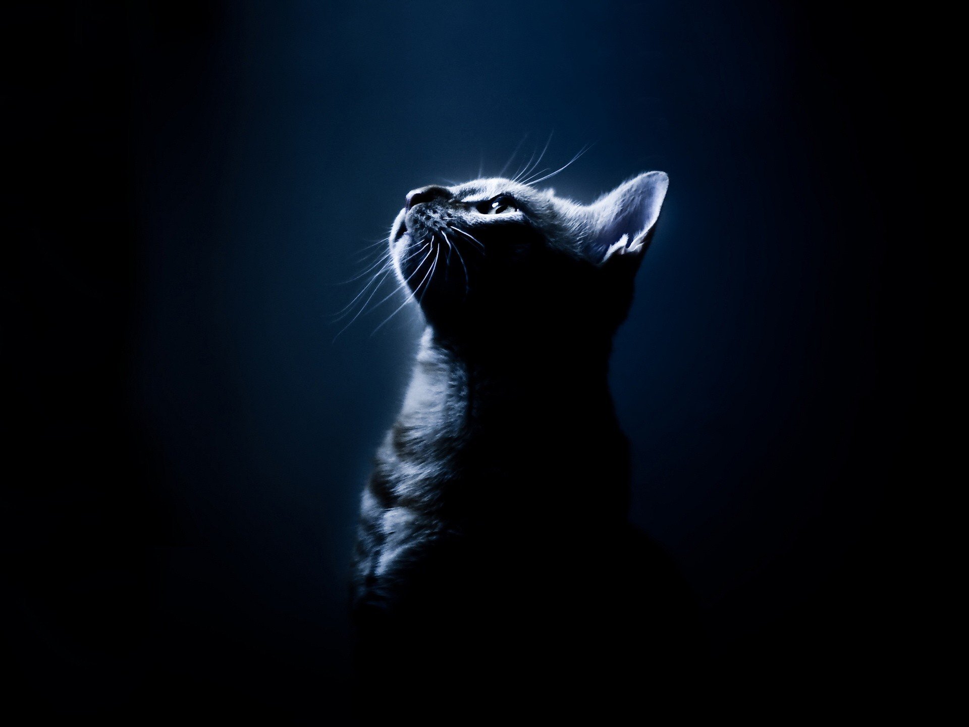 gato luz azul