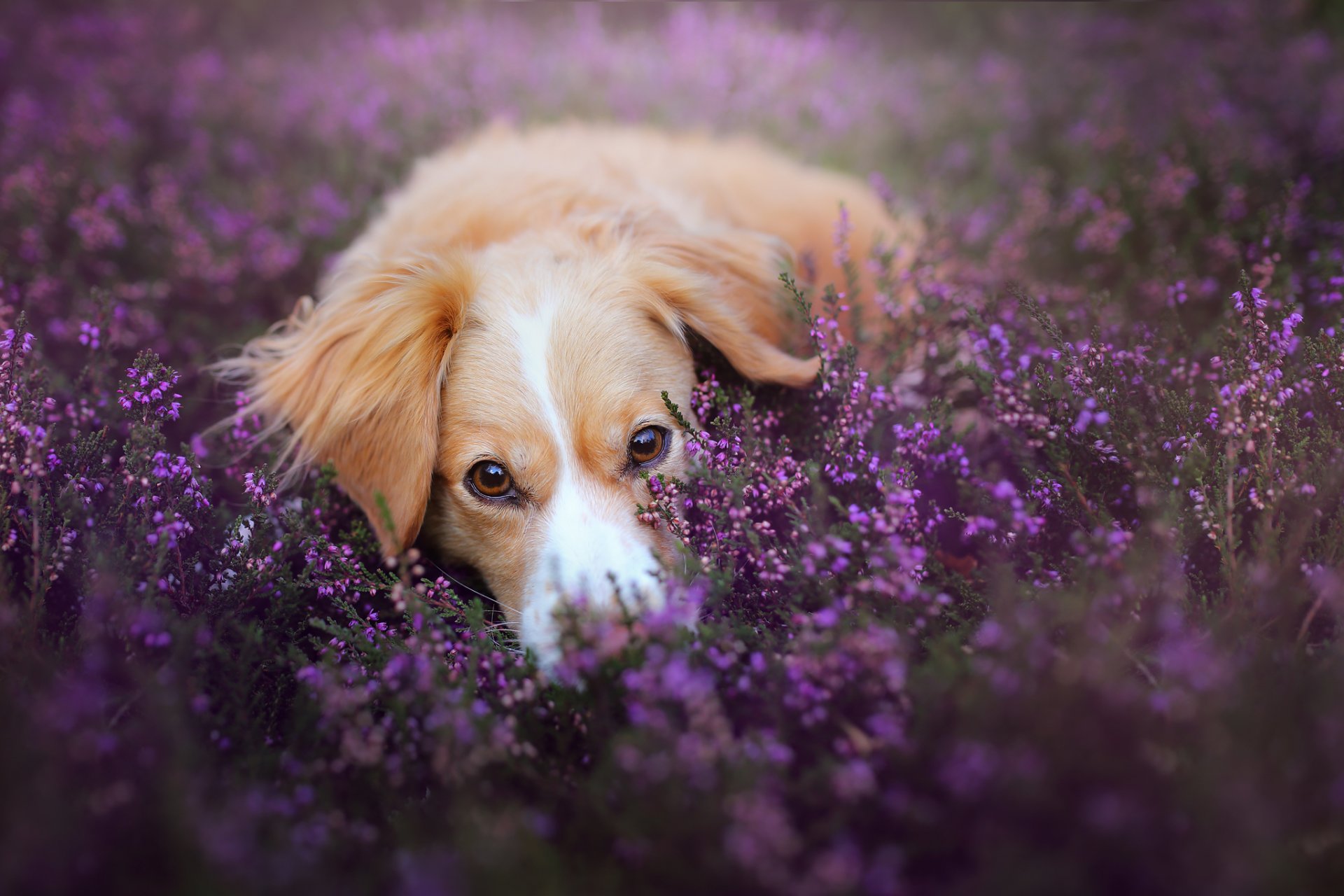 chien regard ami