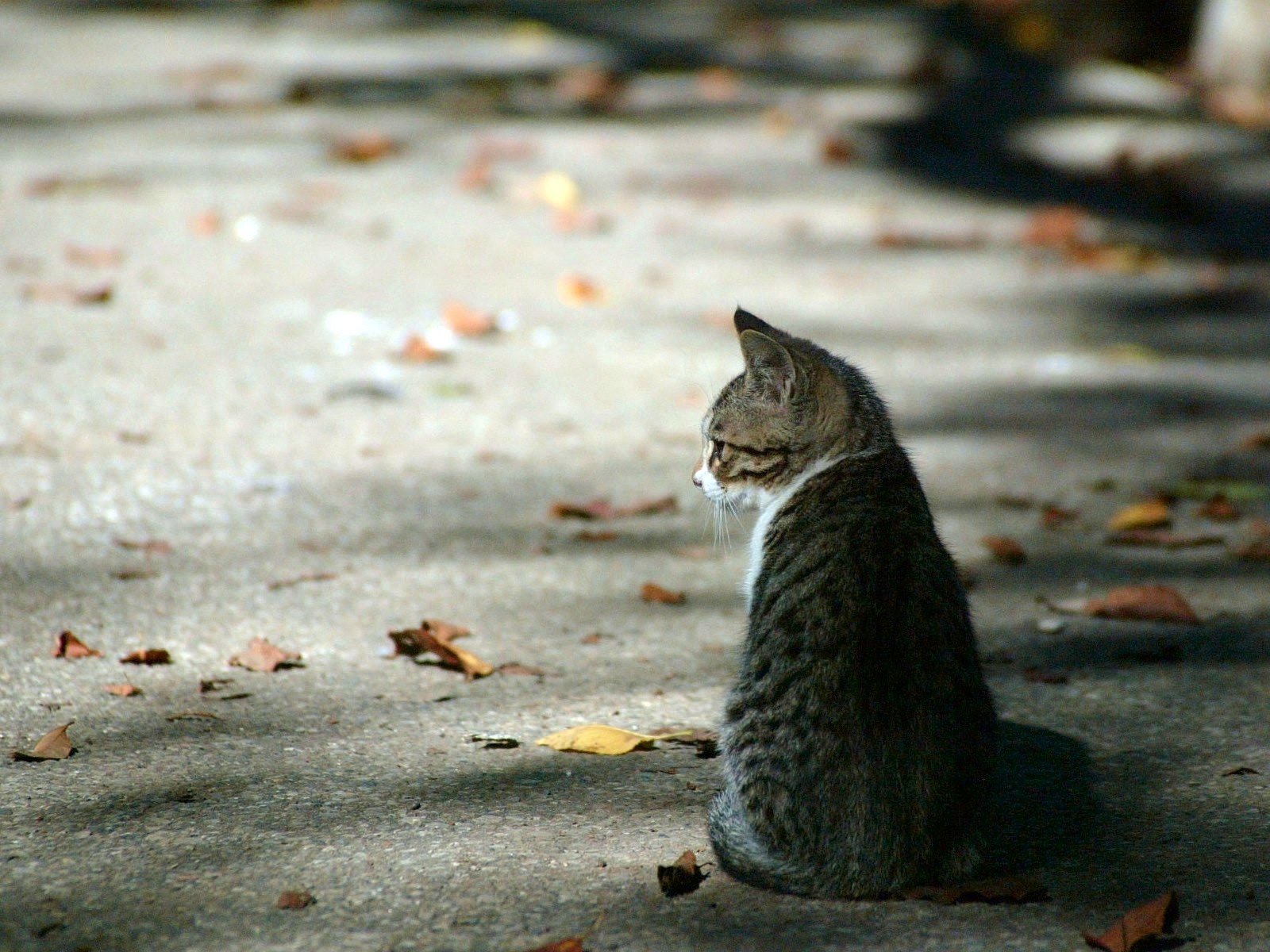 hojas gatito otoño asfalto