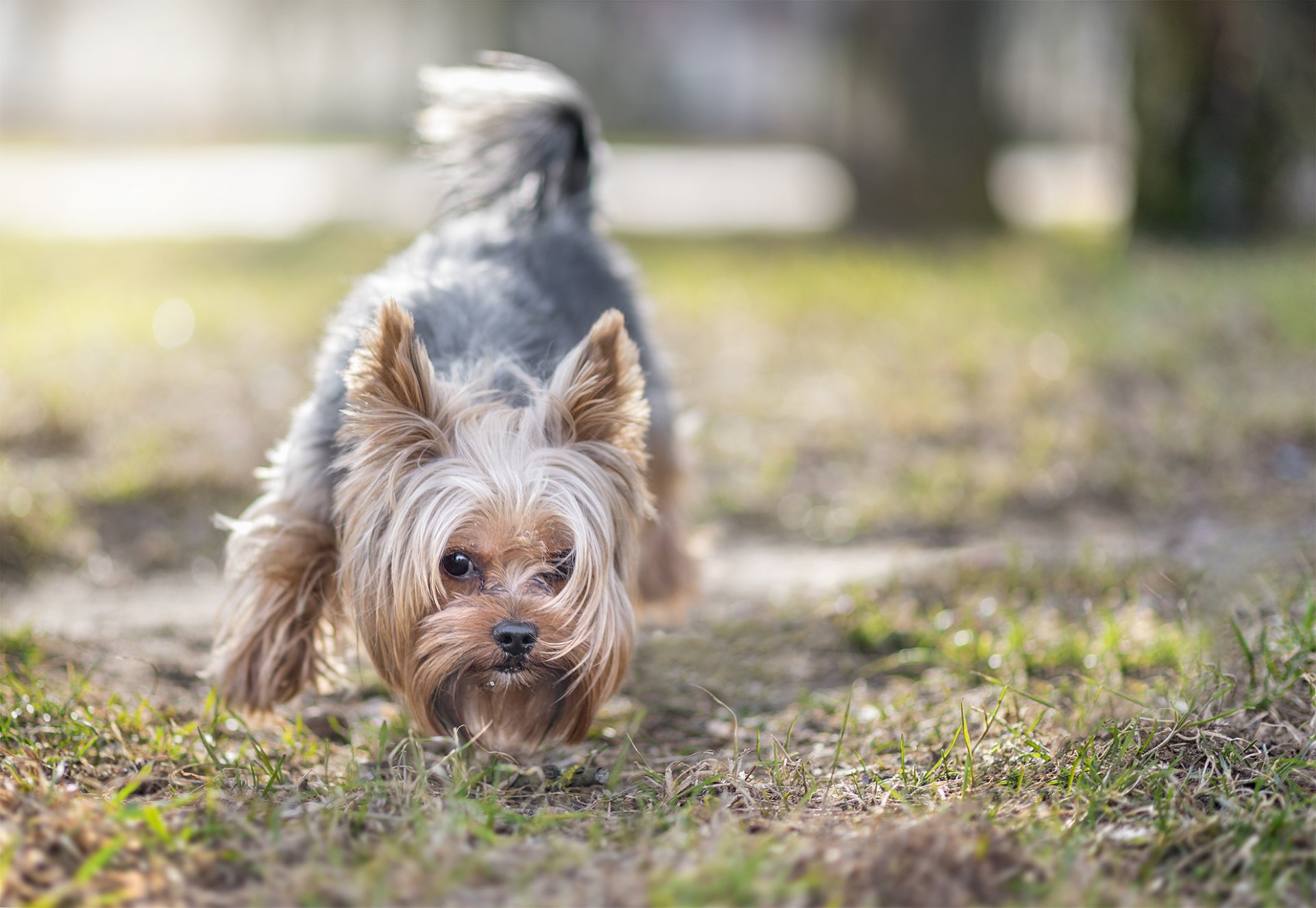 chien regard ami