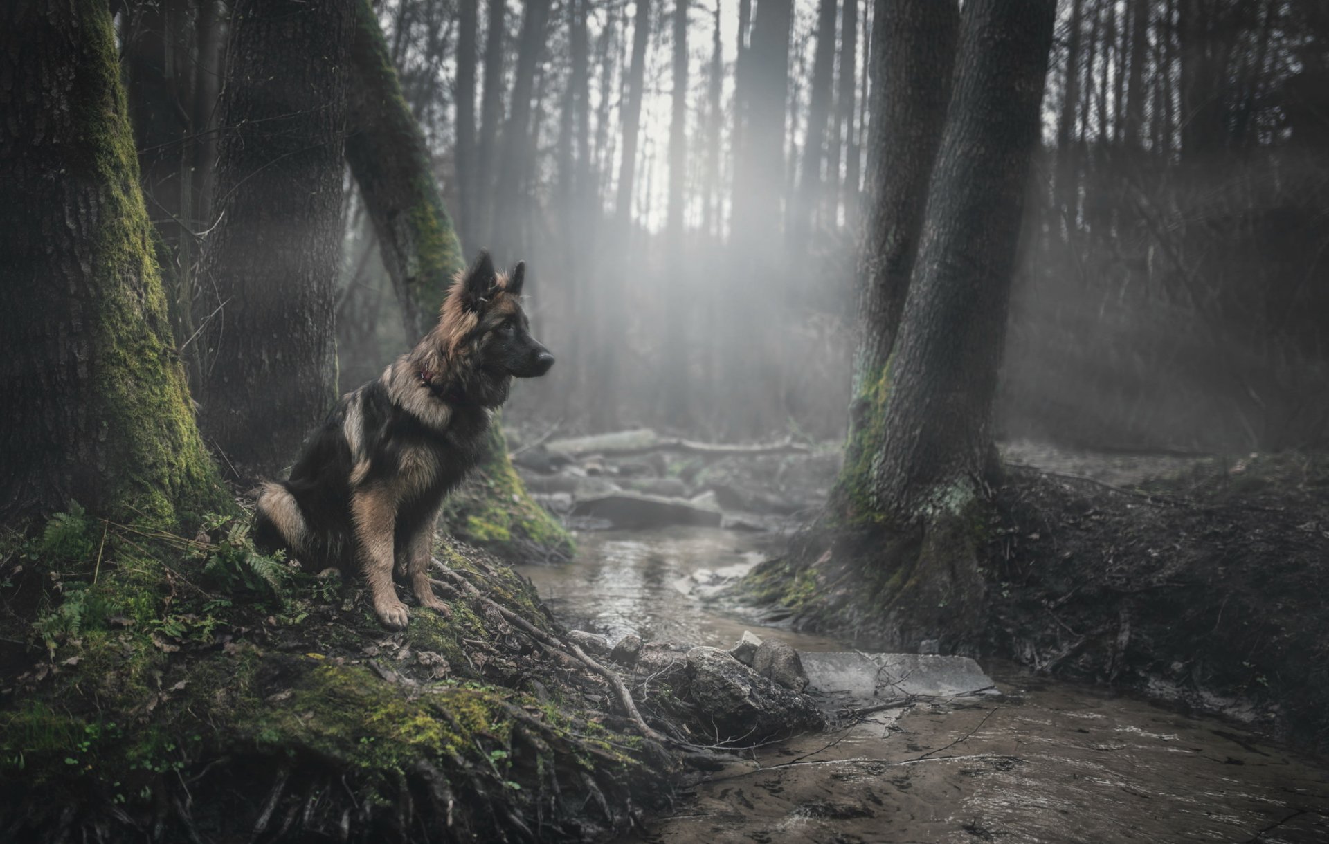 perro mirada amigo naturaleza