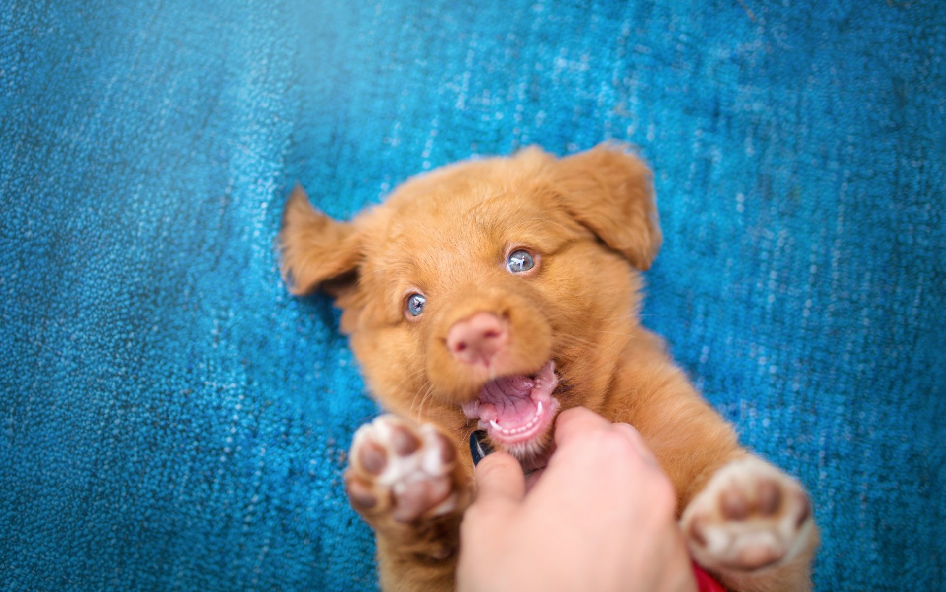 neuschotländischer retriever hund welpe freude stimmung