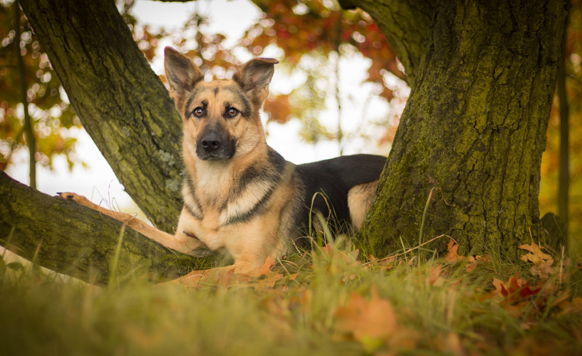 deutscher schäferhund schäferhund hund blick blätter baum