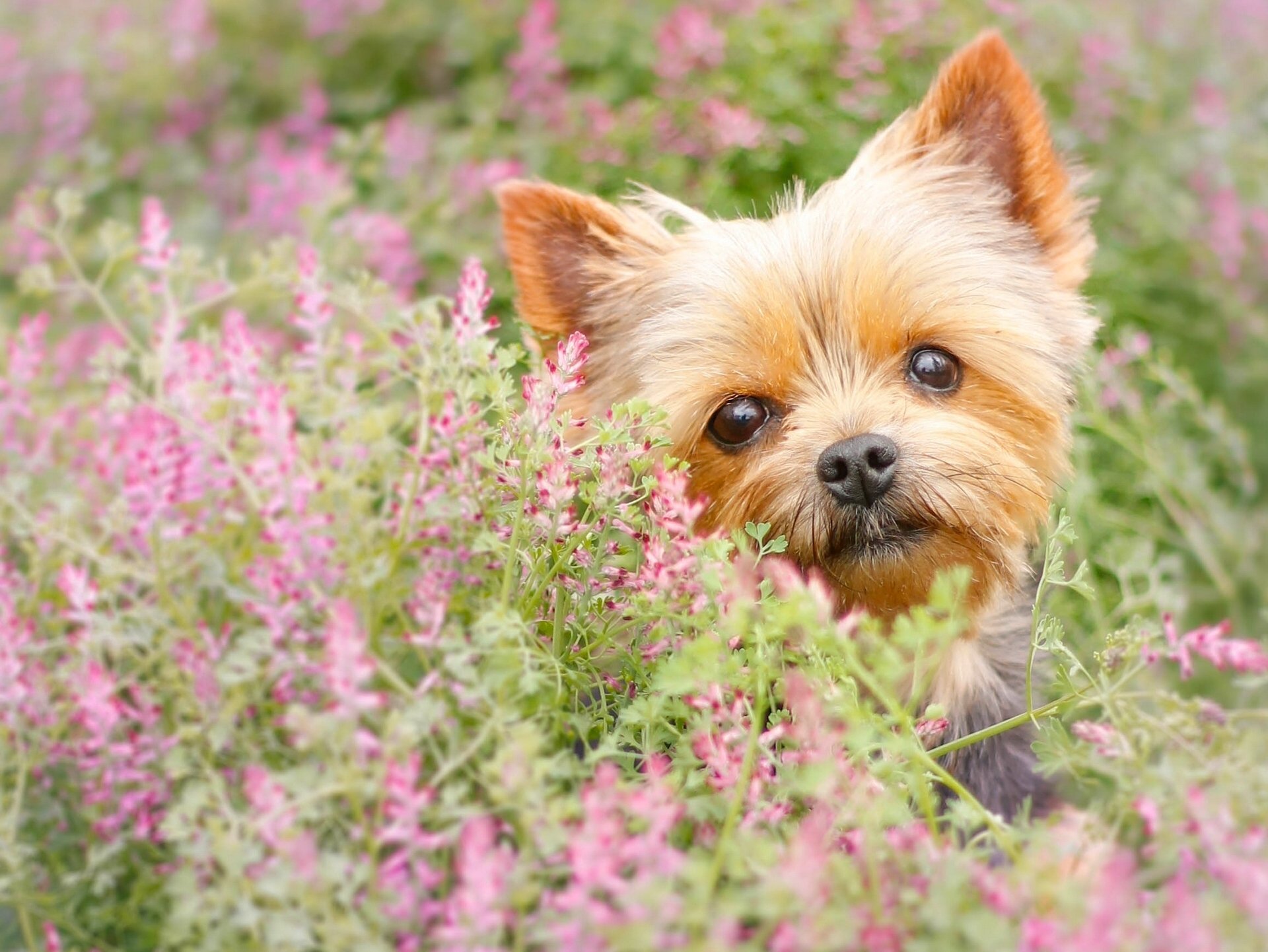 yorkshire terrier new york dog muzzle view flower