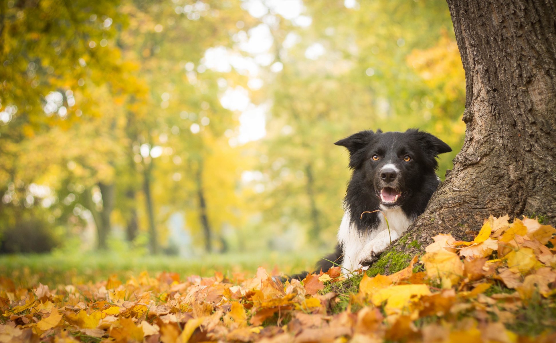 cane albero autunno foglie