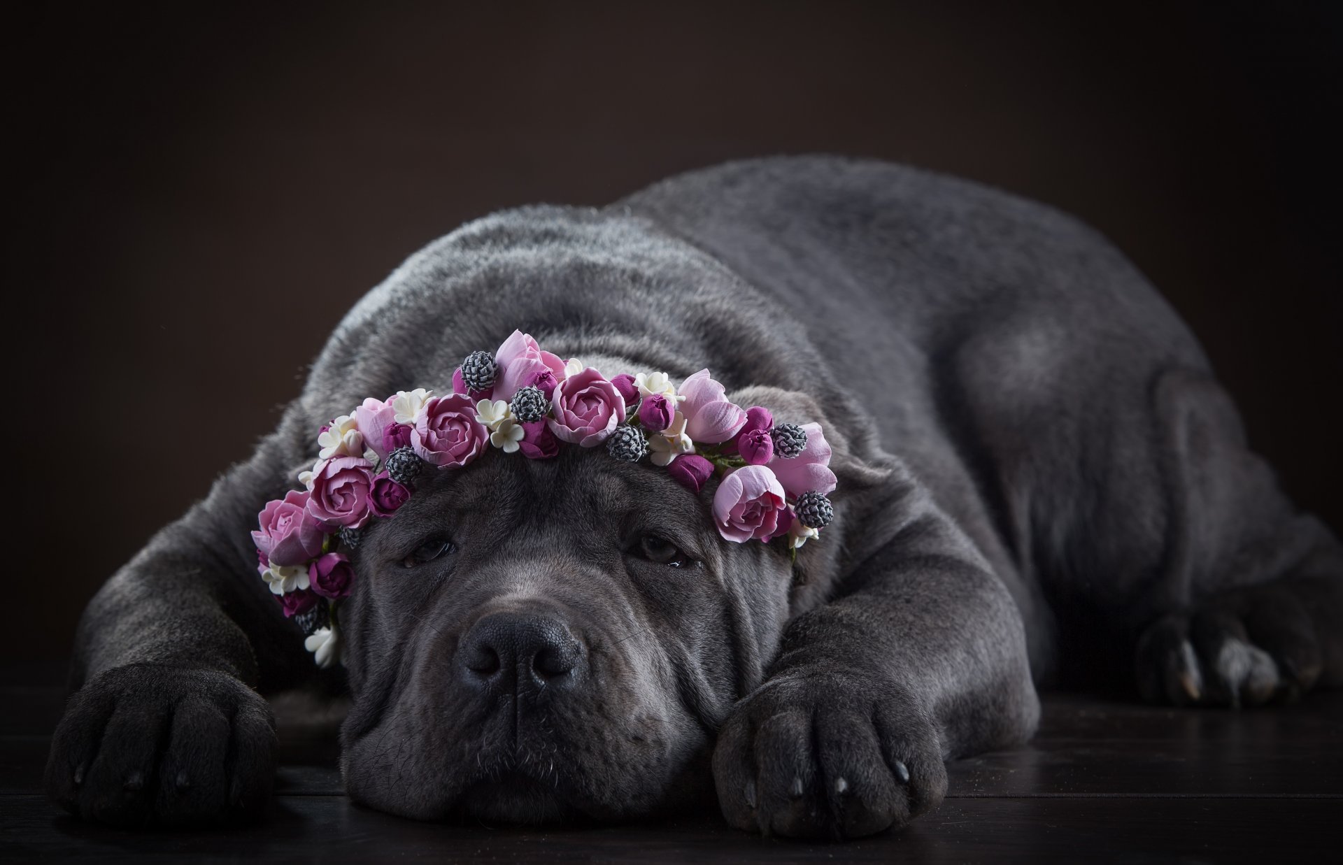 cane corso perro hocico corona flores