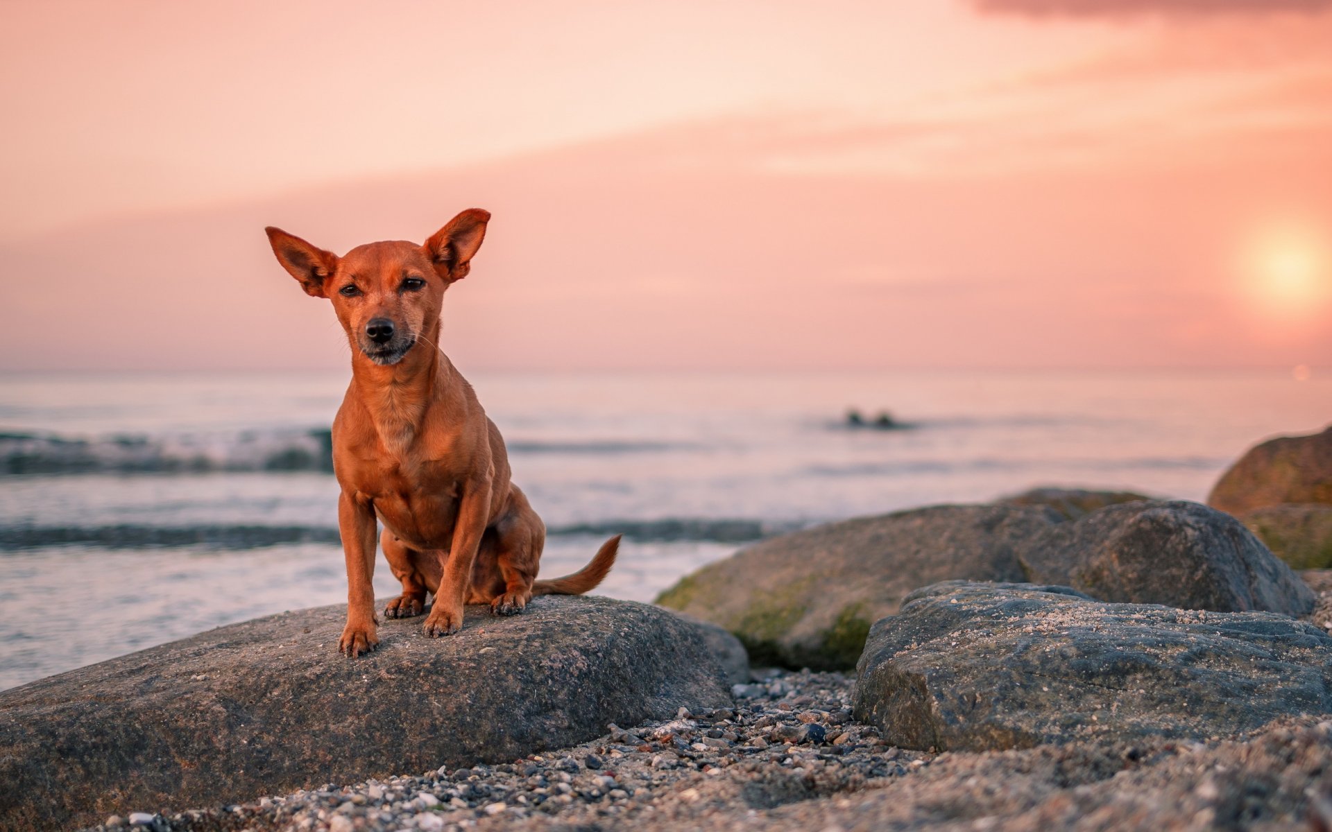 dog view other sea sunset