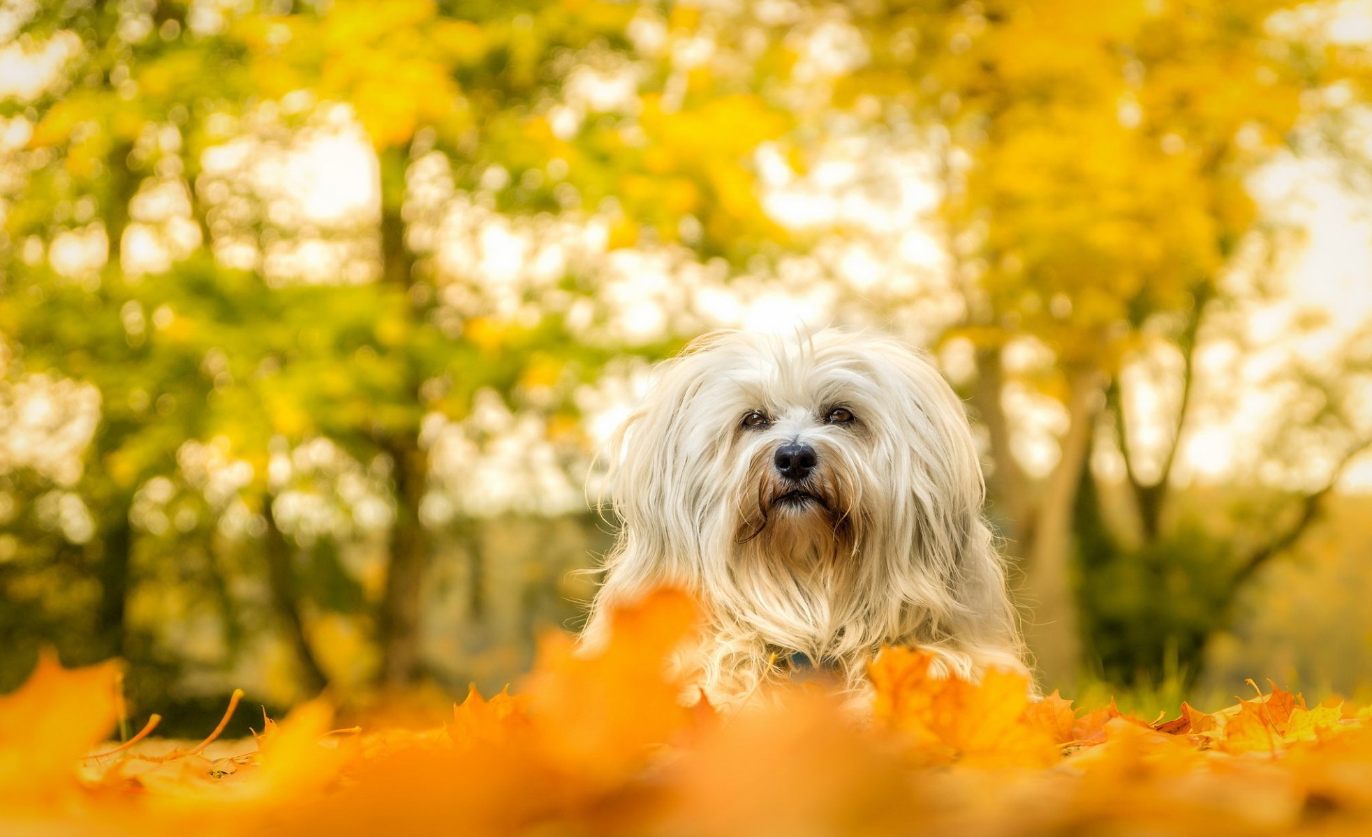 chien vue ami automne