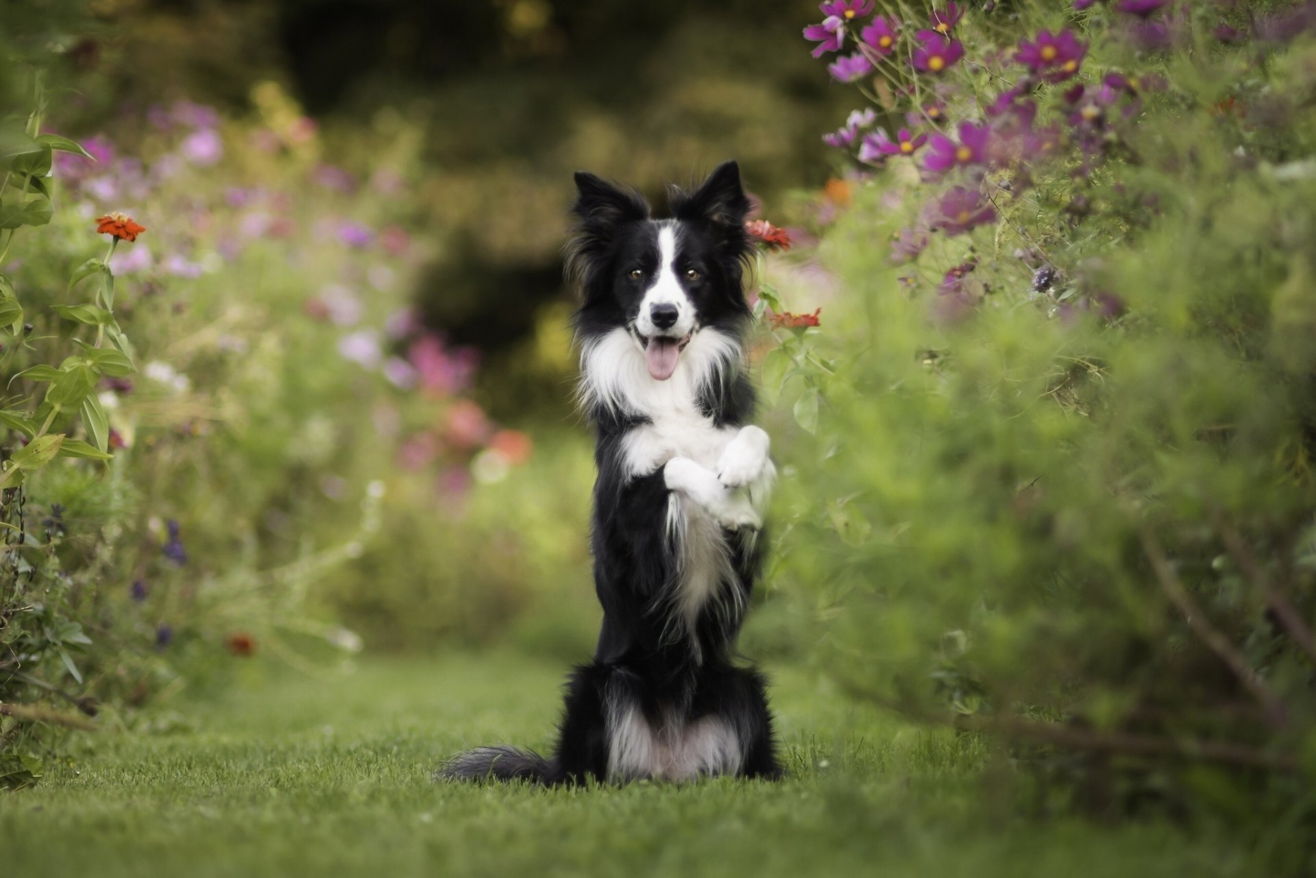 border collie dog front mood flower kosmeya