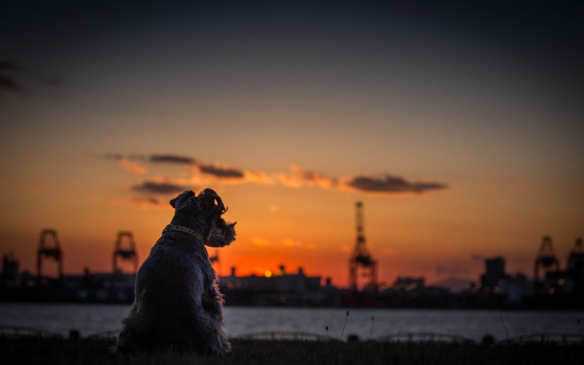 dog terrier sunset horizon