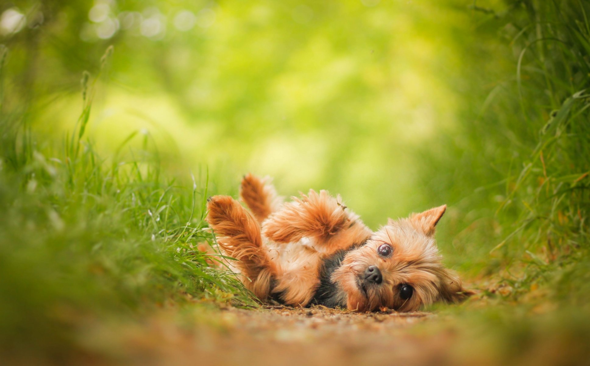 yorkshire terrier york chien vue