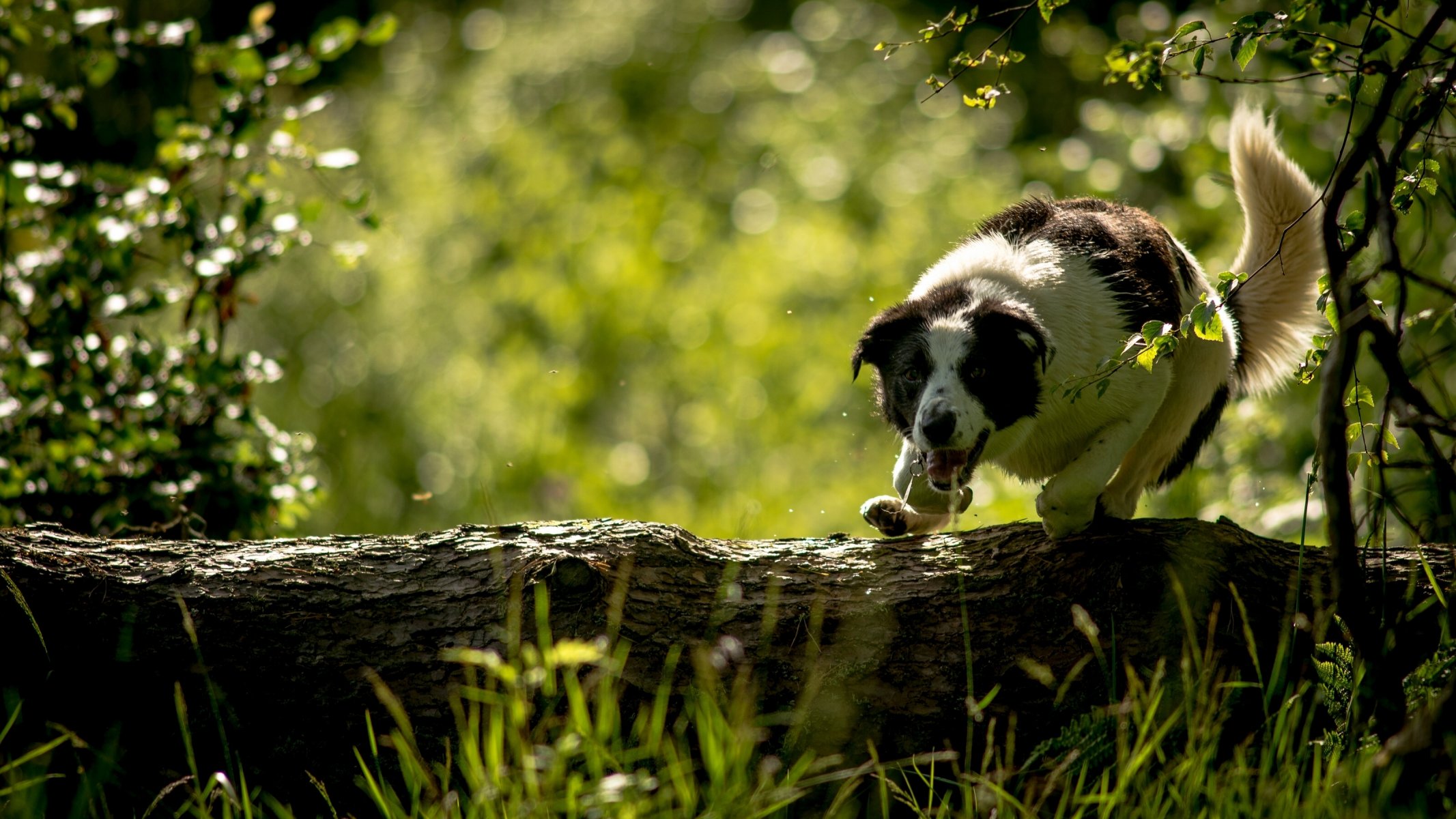 border collie hund baumstamm