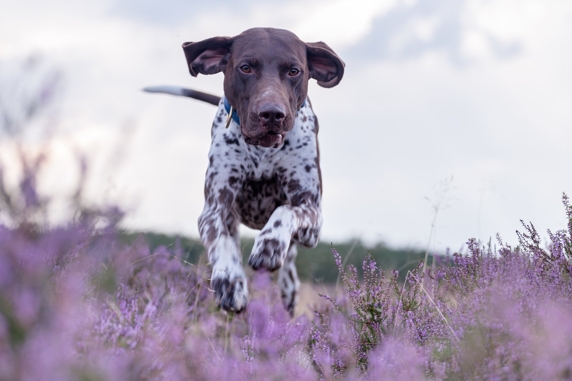 kurzhaar deutscher poynter deutscher kurzhaar-bulle hund gehen laufen heidekraut wiese