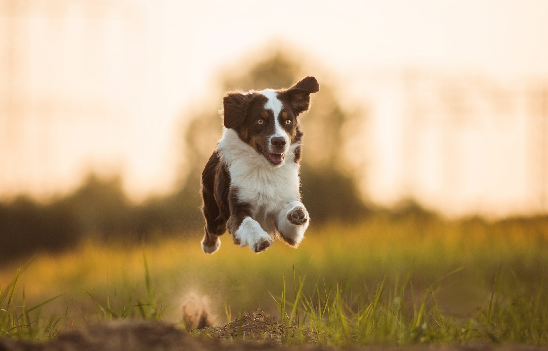 australian shepherd aussie dog running mood