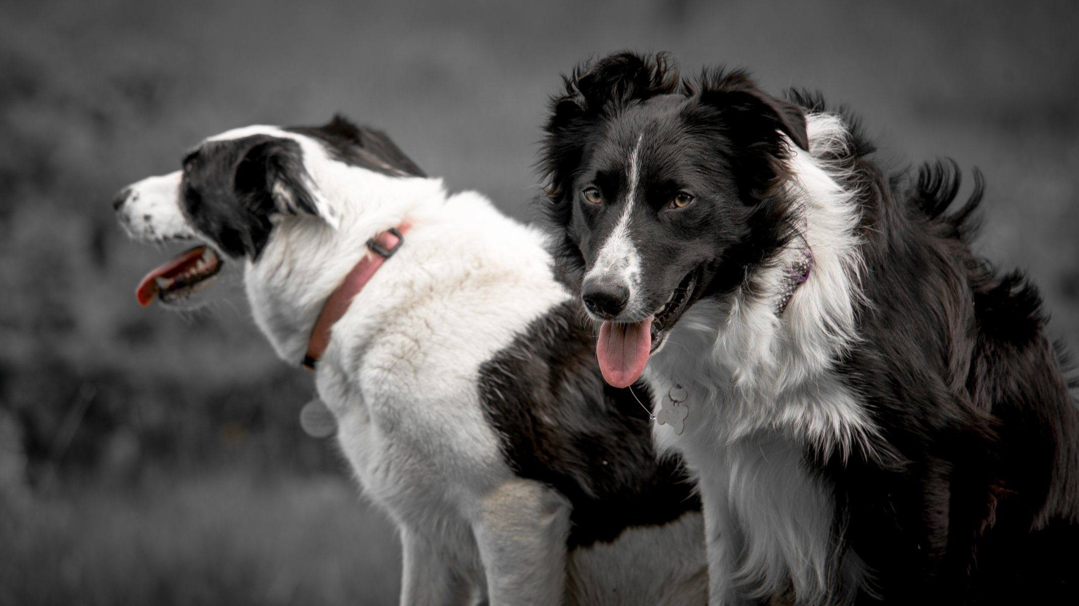 border collie hunde blick zunge halsband